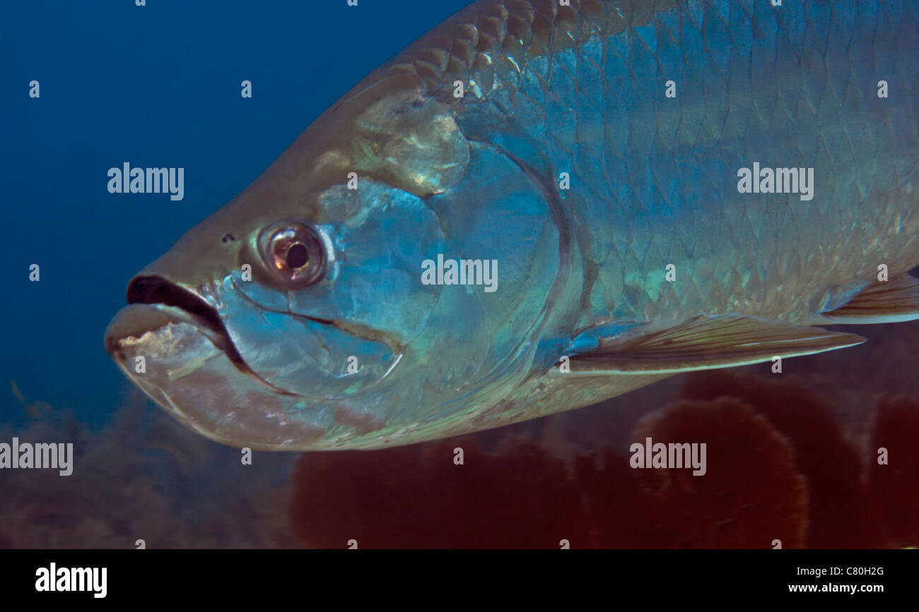 Vue rapprochée d'un Tarpon (Megalops atlanticus) dans l'océan
