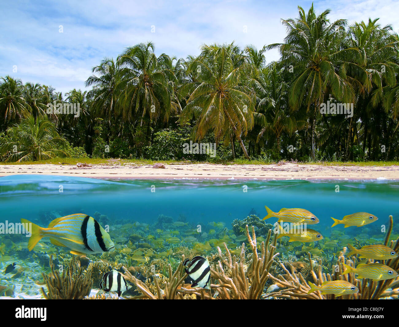 Sur et sous l'eau split view of tropical plage de sable avec des cocotiers et au-dessous de ligne de flottaison, une barrière de corail avec des poissons tropicaux, mer des Caraïbes Banque D'Images