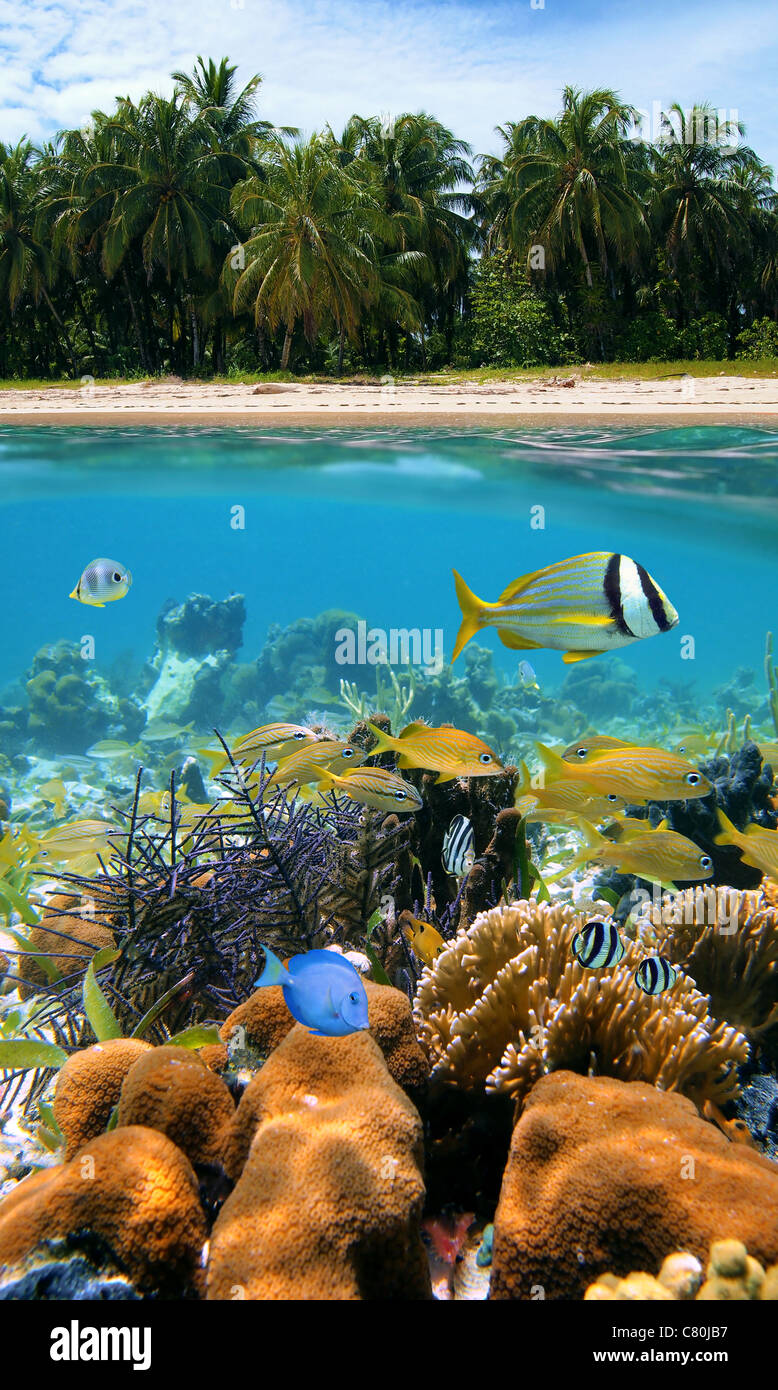 Scène tropicale au-dessus et au-dessous de l'eau, plage de sable avec des cocotiers et des poissons colorés dans un récif de corail sous l'eau, mer des Caraïbes Banque D'Images