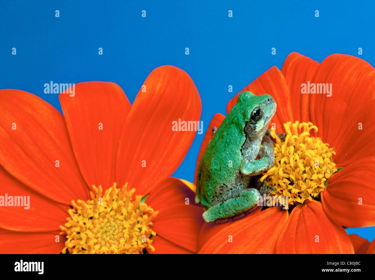 La rainette versicolore (Hyla versicolor) dans sa phase de vert se trouve dans la contemplation d'une fleur Tithonia orange Banque D'Images