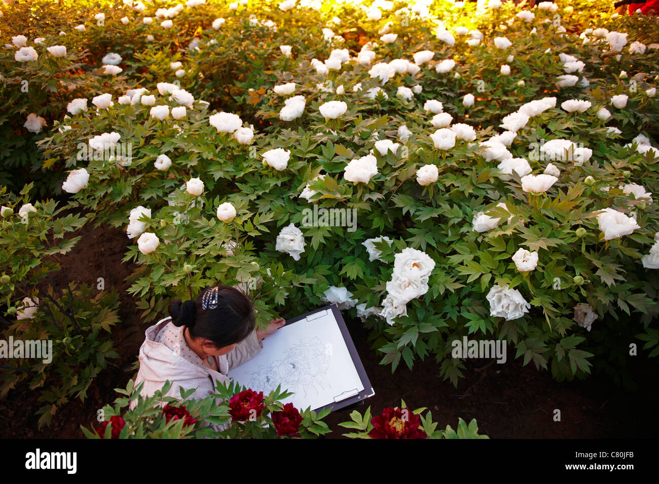 La Chine, la province du Henan, Louyang, pivoine fleurs jardin Banque D'Images