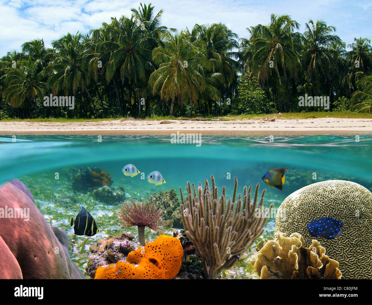 Au-dessus et au-dessous de la surface de l'eau sur le rivage d'une plage tropicale avec cocotiers et poissons tropicaux colorés avec les coraux sous l'eau, mer des Caraïbes Banque D'Images