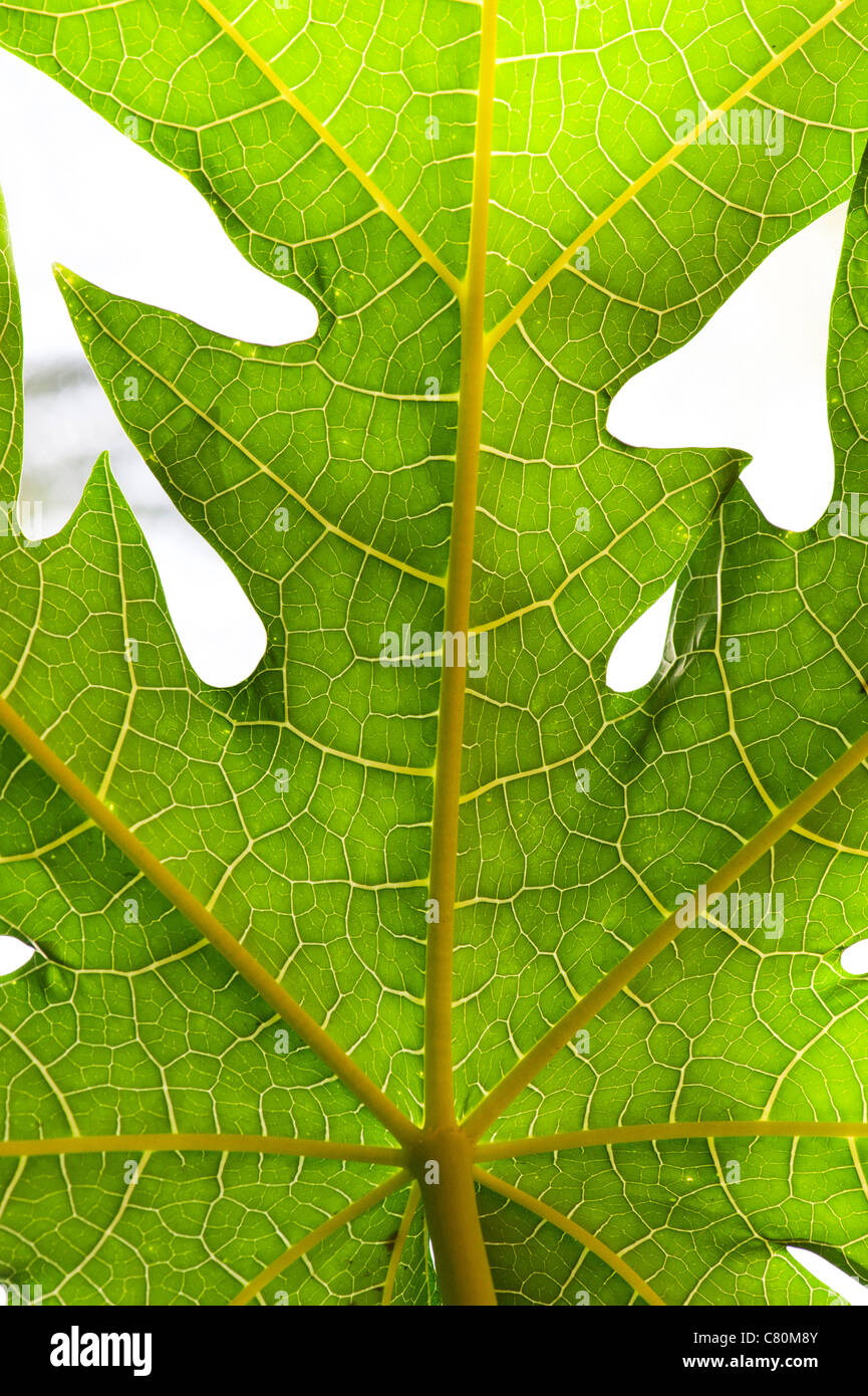 Carica papaya tree leaf Banque D'Images