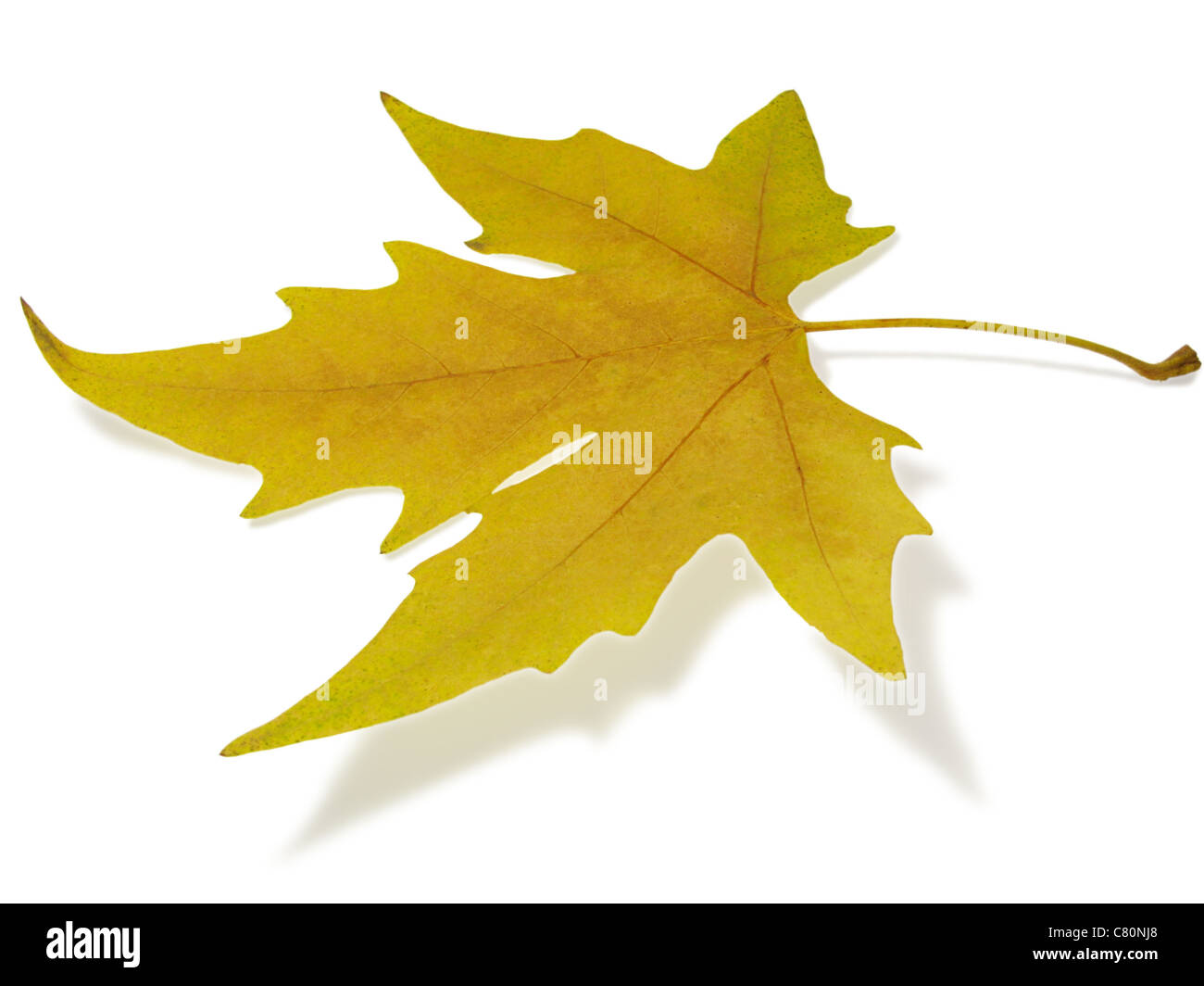 Feuille d'érable jaune sec Banque D'Images