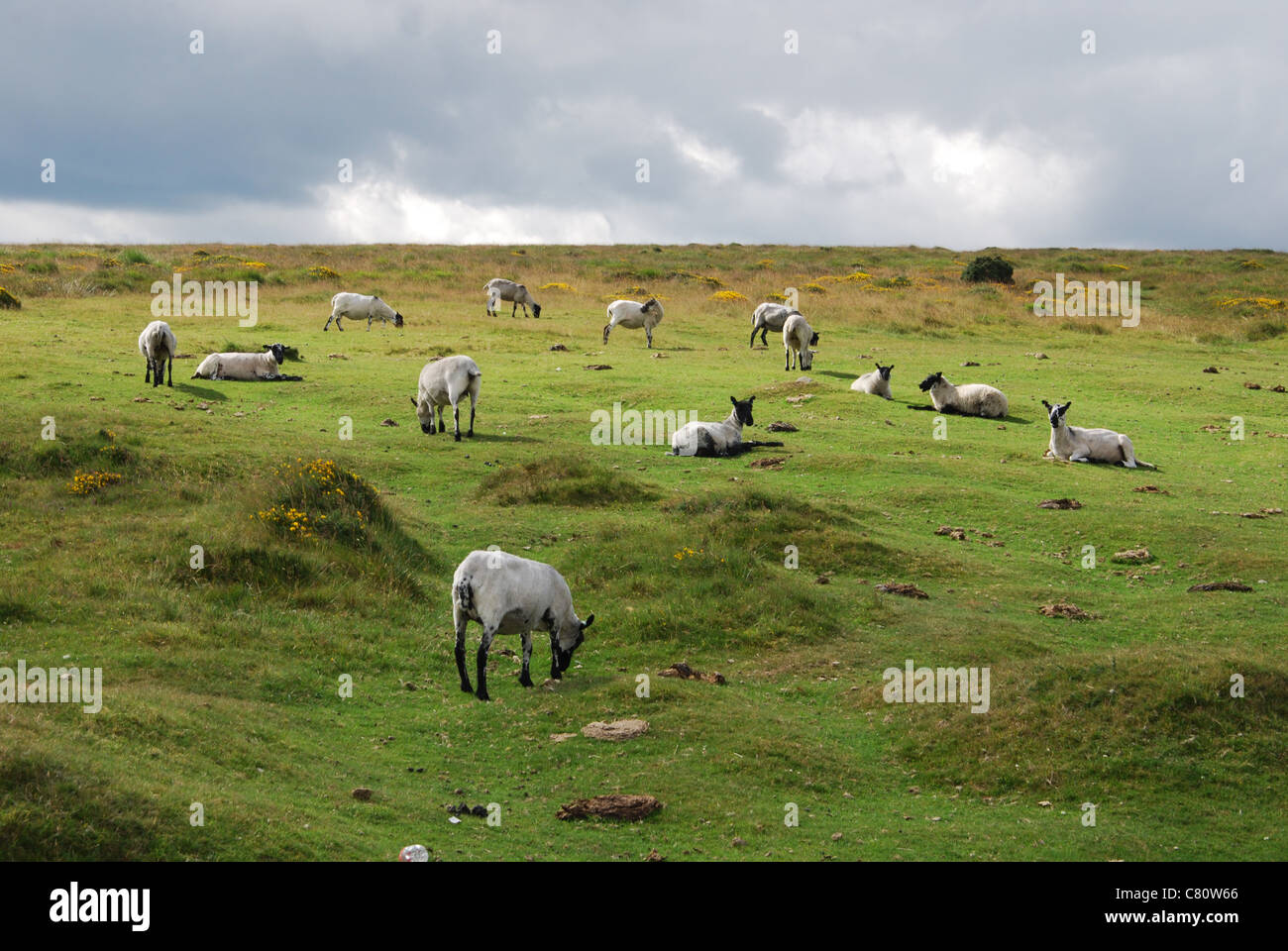 Moutons sur la B3212 Dartmoor à Postbridge, Devon UK Banque D'Images