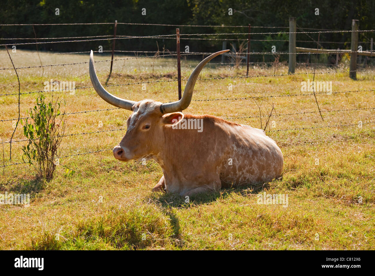 Une vraie vache Texas Longhorn se reposant dans un pâturage pittoresque dans le format horizontal. Banque D'Images