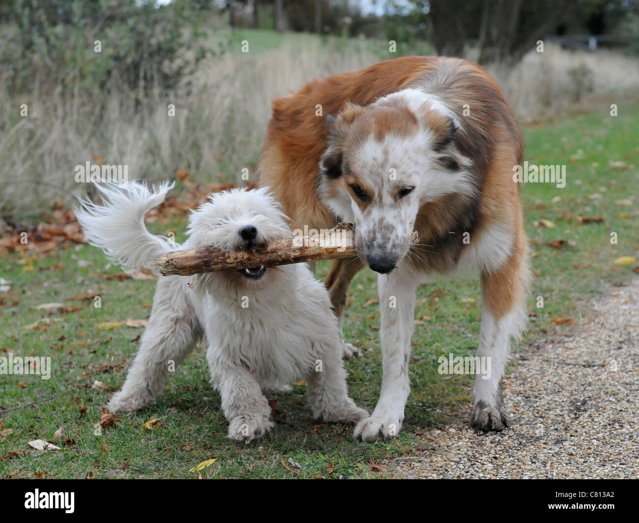 Deux chiens tenant un bâton  grand travail d'équipe Banque D'Images