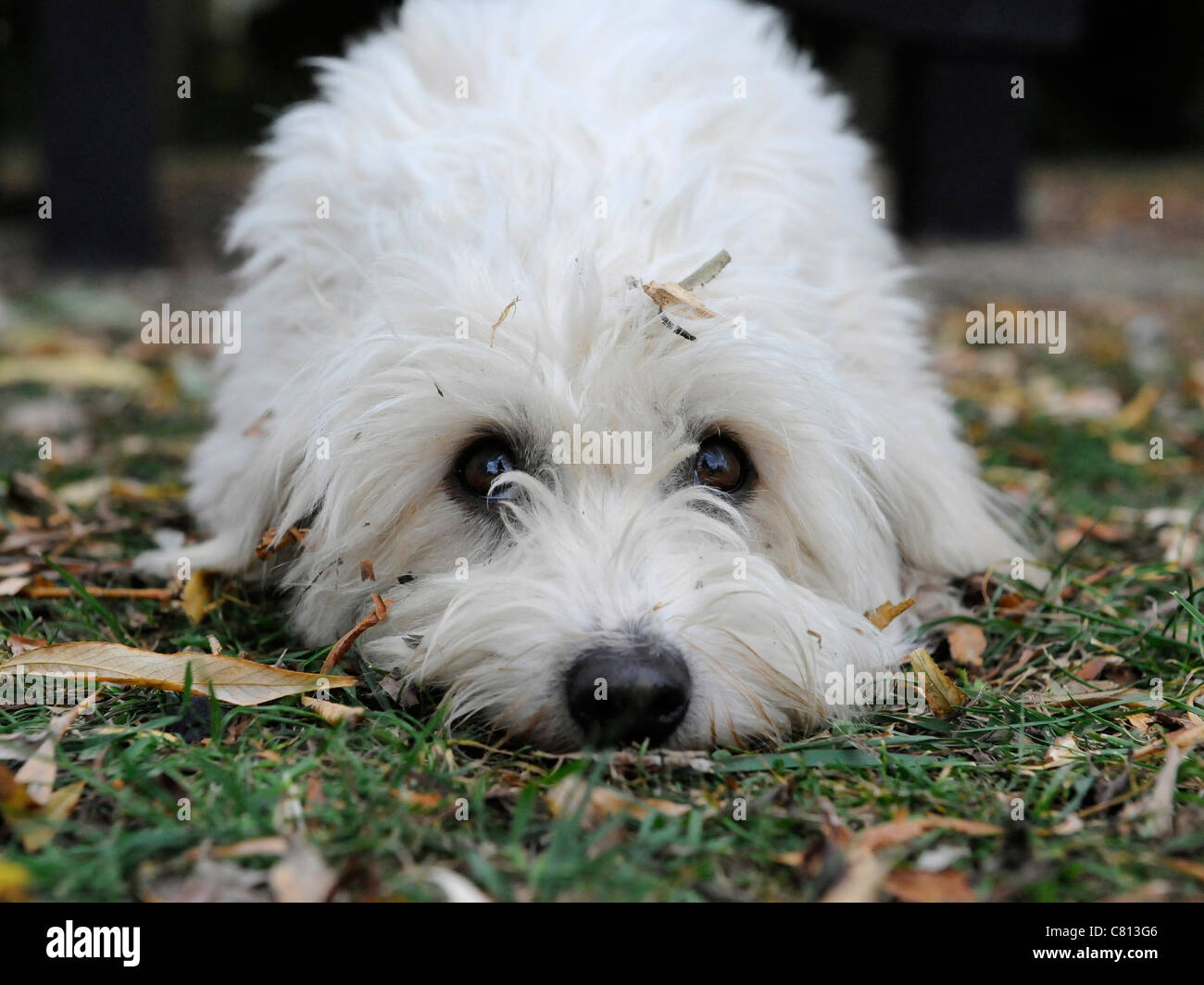 Un petit chien Bichon Frise propre blanc Banque D'Images