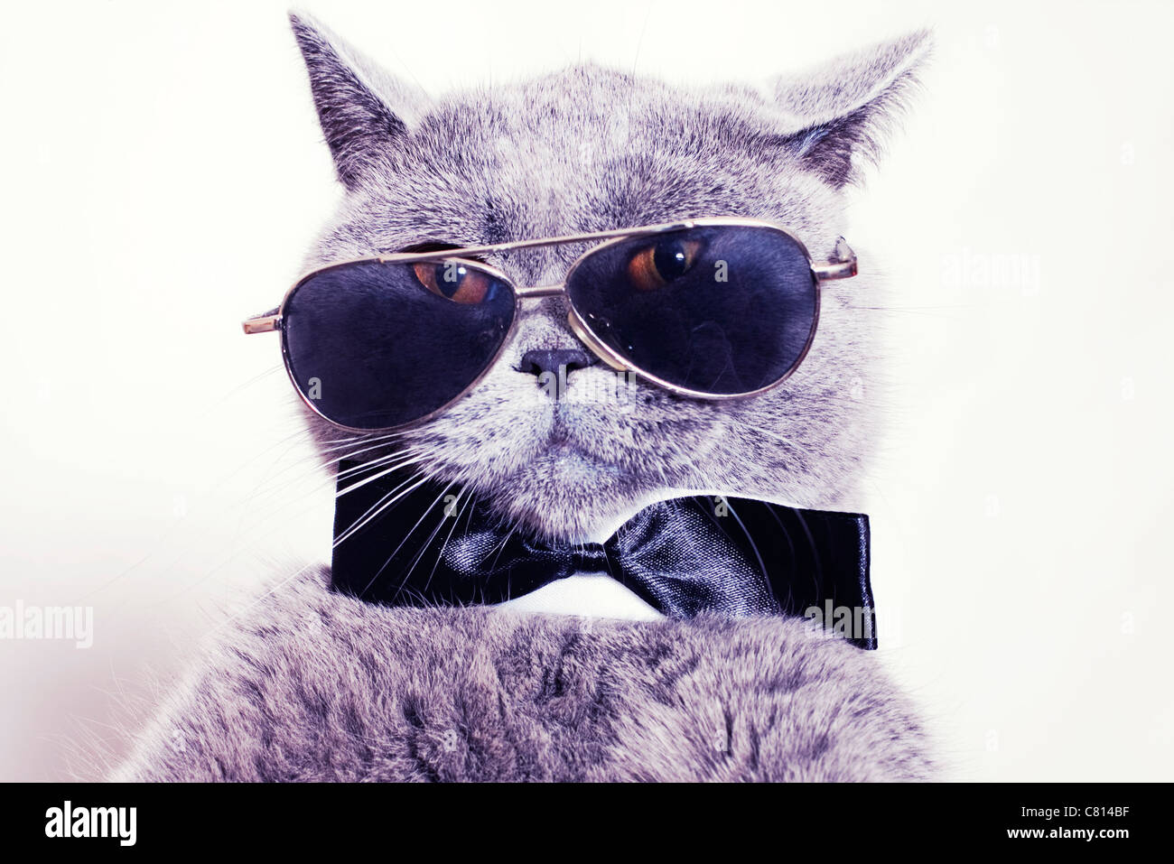 Portrait de British shorthair chat gris portant des lunettes et une cravate  noeud papillon Photo Stock - Alamy