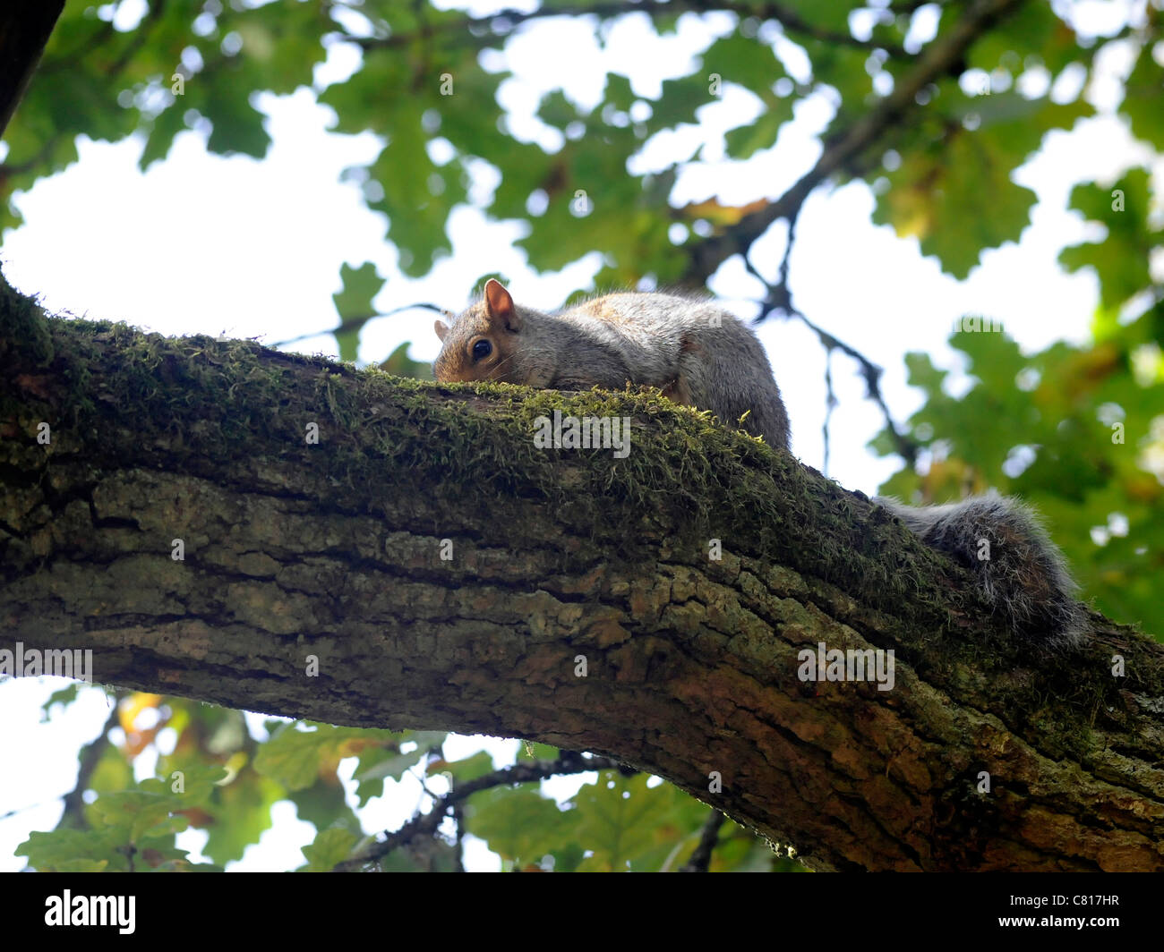 Un jeune écureuil dans un arbre se détendre Banque D'Images