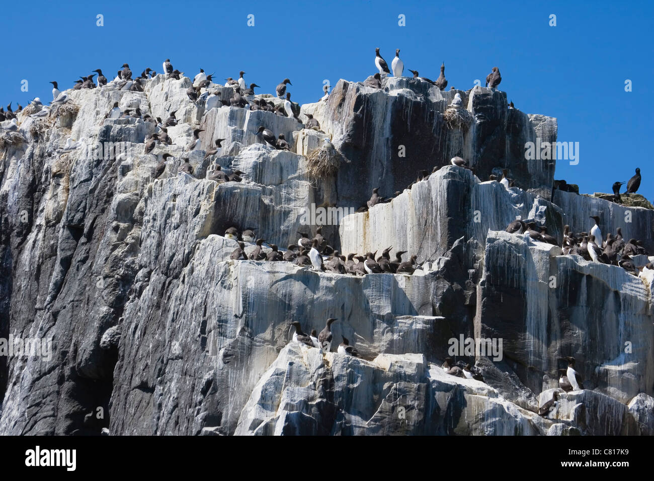 Colonie de Guillemots de Brünnich commun ou conjoint sur l'Iles Farne, côte de Northumberland, en Angleterre. Banque D'Images