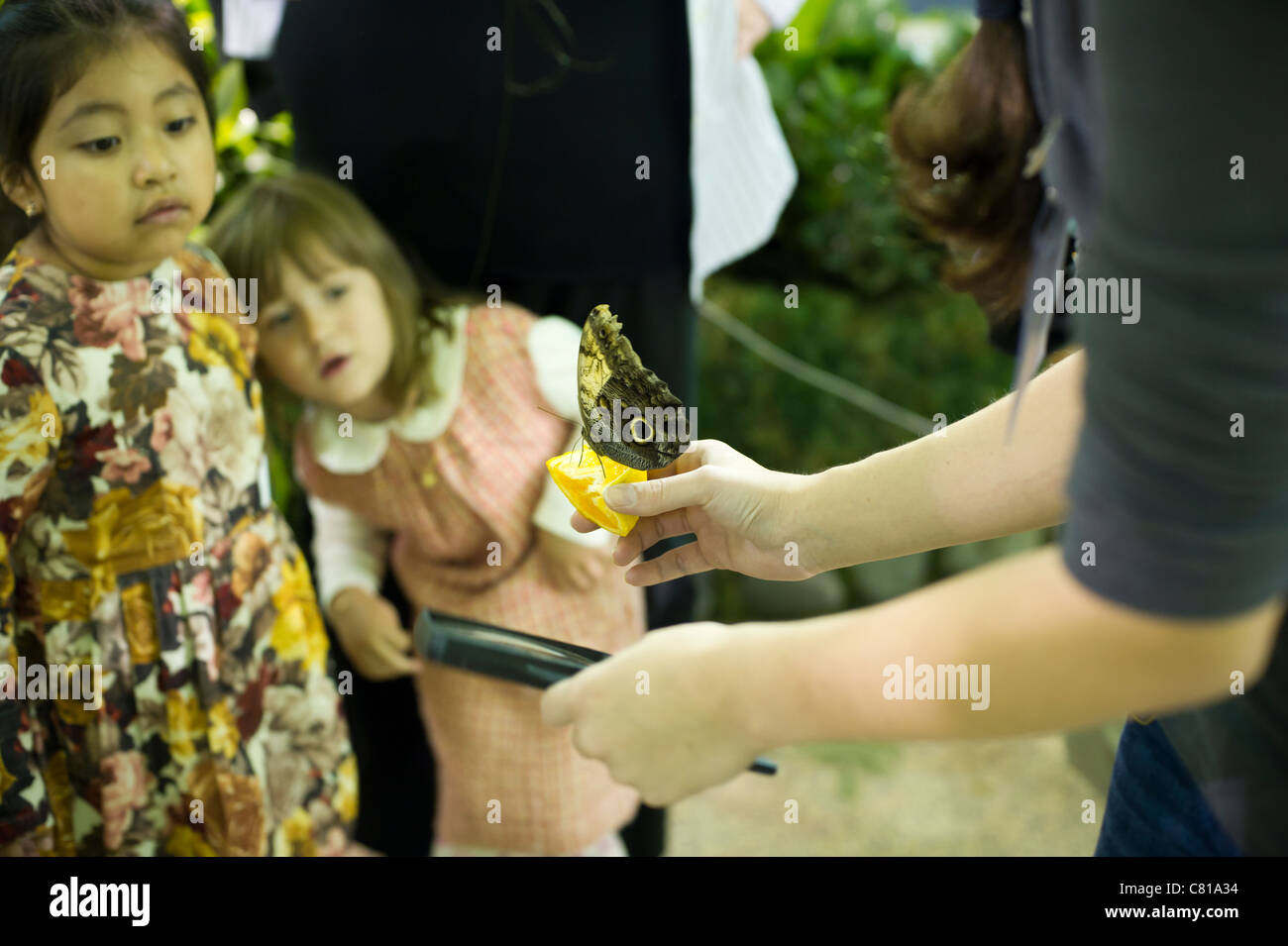 Les enfants observent un hibou caligo eurilochus (papillon) Banque D'Images