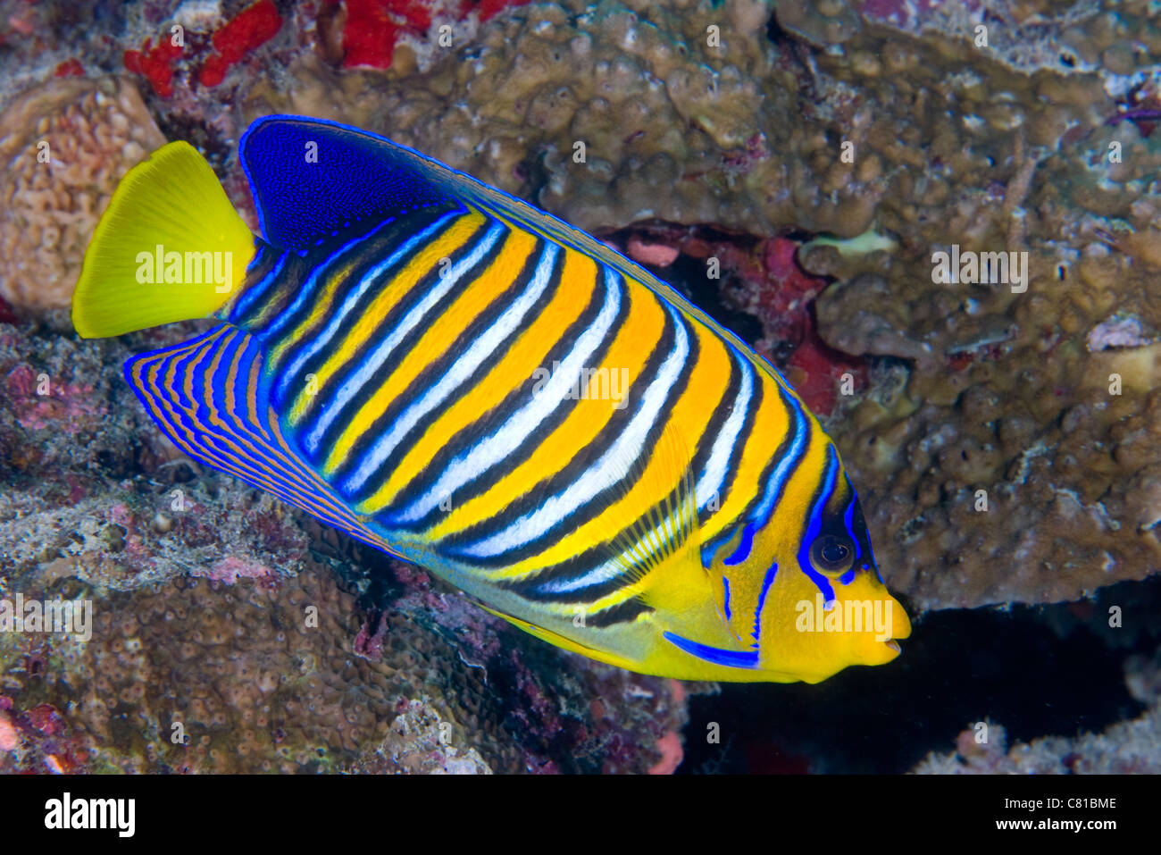 Les Maldives, la mer et la vie sous-marine, poissons anges, poissons de récifs de corail, récif tropical, l'océan, sur la mer, plongée, plongée sous-marine, fotosub, couleur Banque D'Images