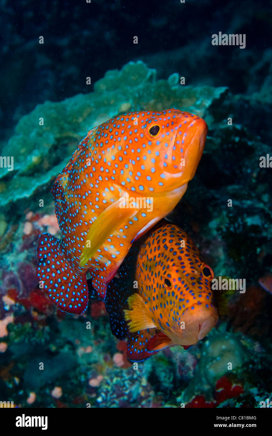 Les Maldives, la mer et la vie sous-marine, de poissons tropicaux, mérous, récifs de coraux, colorée, l'océan, sur la mer, plongée, plongée profonde, Banque D'Images