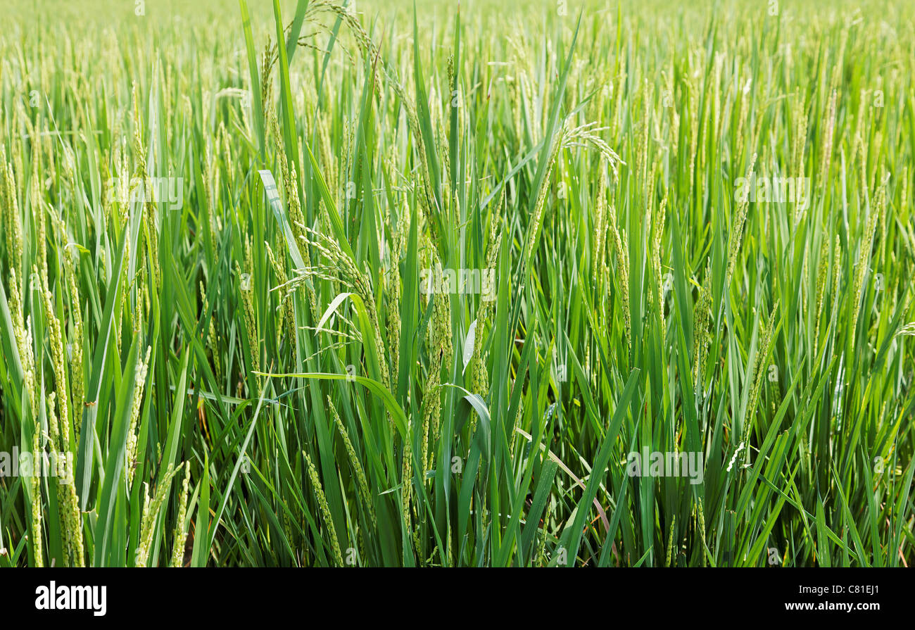 Paysage horizontal des terres agricoles luxuriantes rizières, les herbes hautes, oreilles, germe de texture de fond de l'espace de copie des zones de récolte Banque D'Images