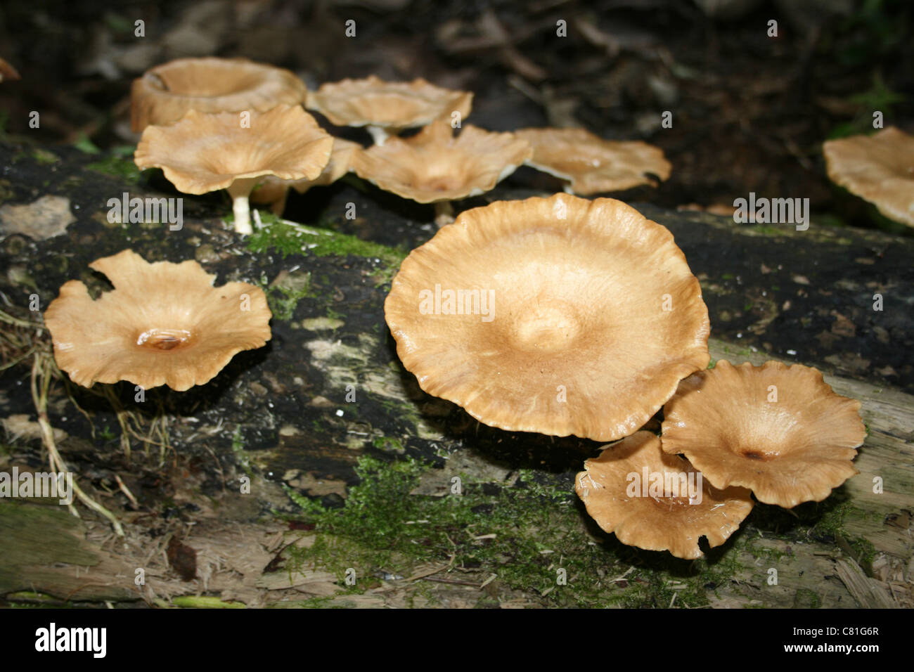 Champignons poussant sur un journal en NP Gunung Leuser, l'Ouest de Sumatra Banque D'Images