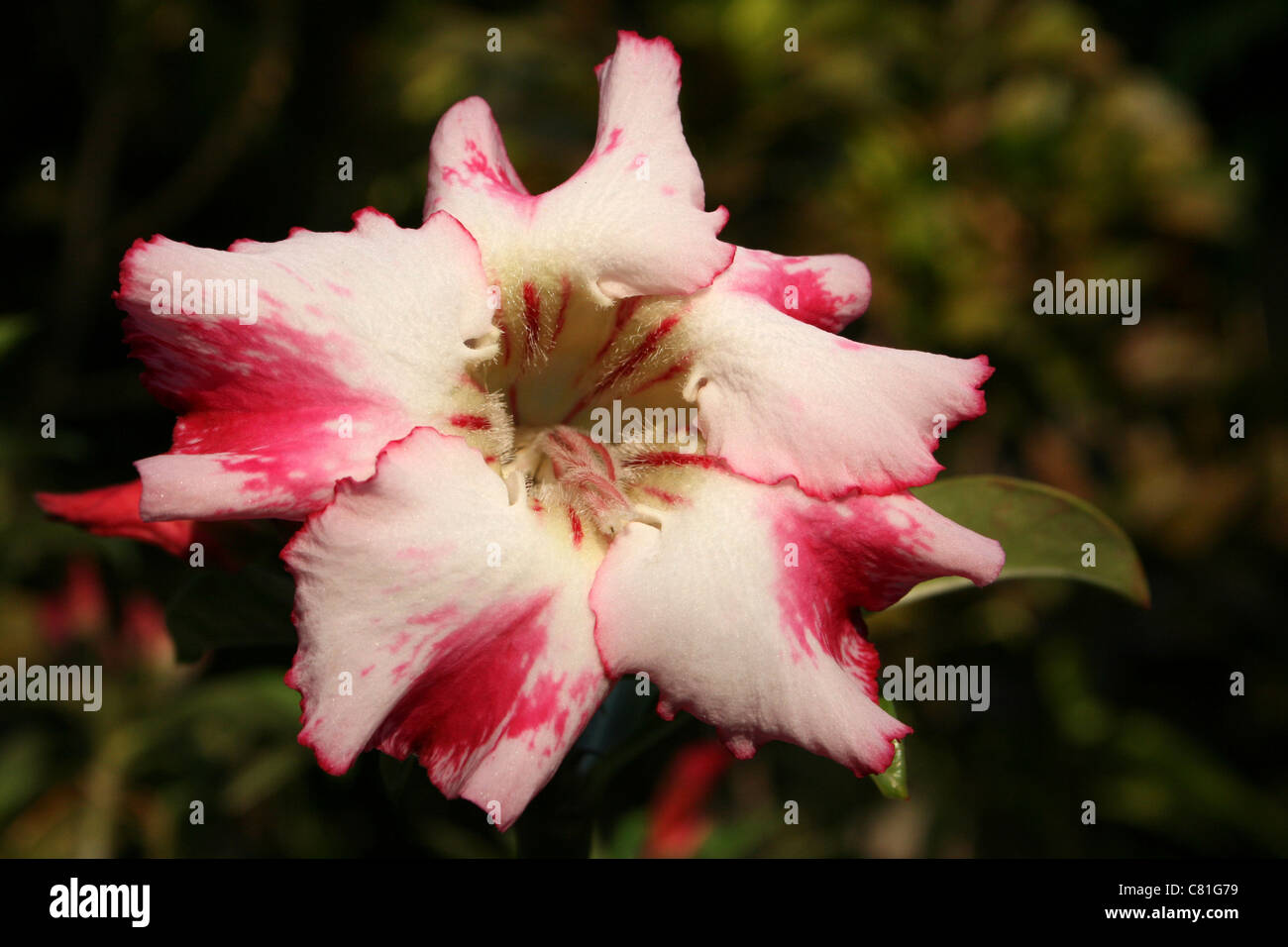 Du Toitskloof Adenium sp. Banque D'Images