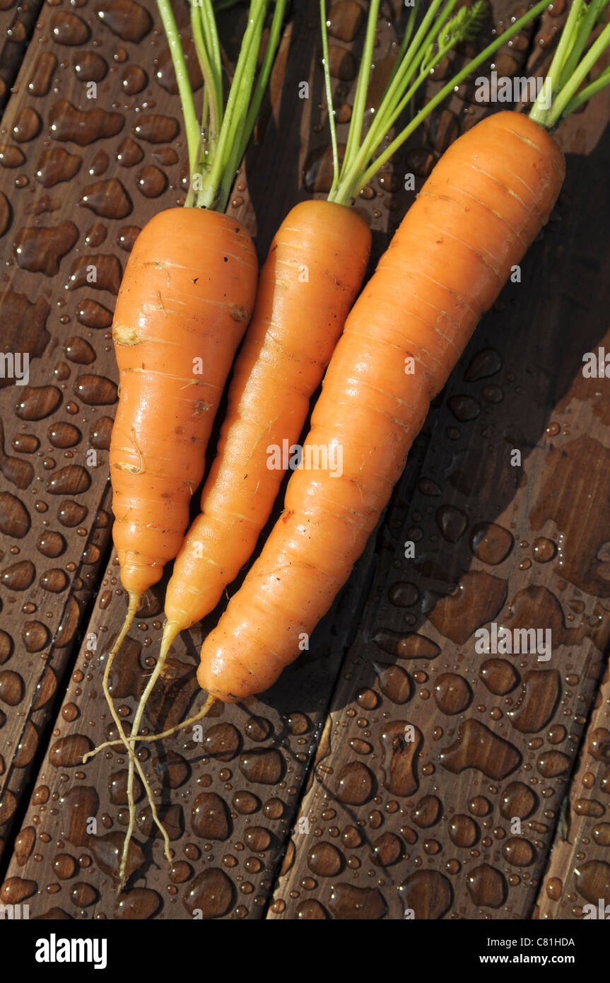 Carottes biologiques Banque D'Images