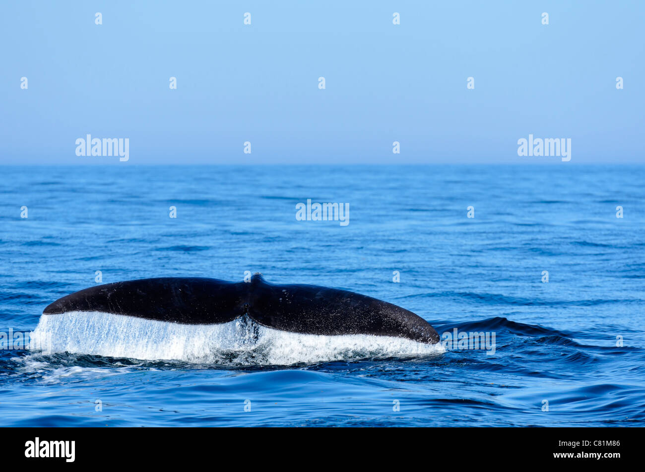 Baleine noire de l'Atlantique Nord (Eubalaena glacialis) dans la baie de Fundy en Nouvelle-Écosse, Canada Banque D'Images