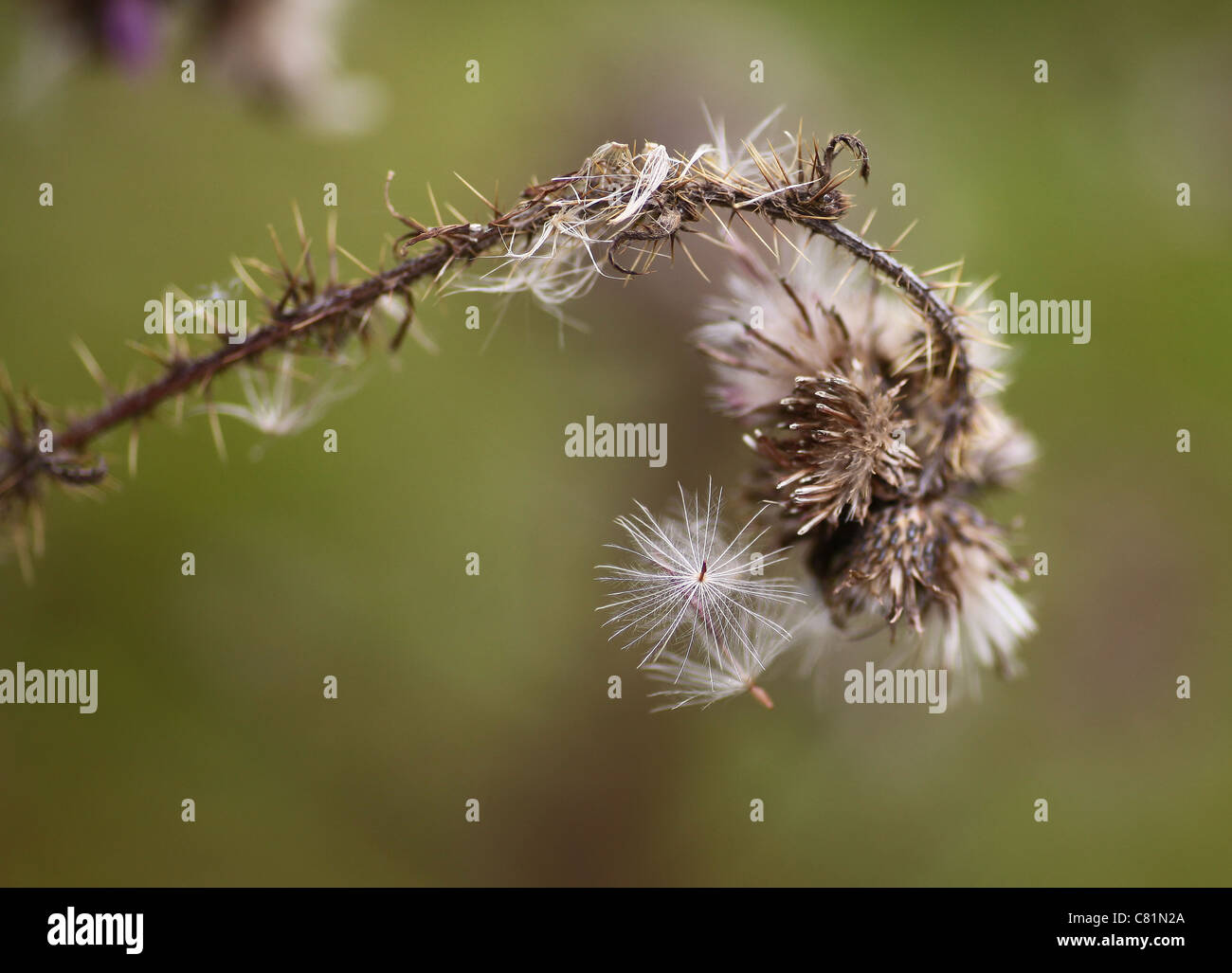 Thistledown ou la graine conduit d'une fleur de chardon Banque D'Images