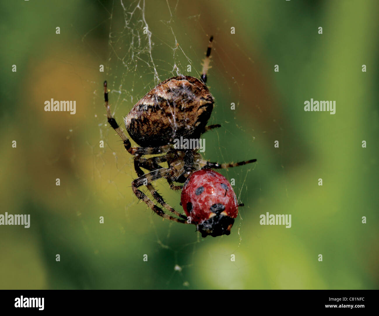 Plan macro sur une araignée des jardins britanniques (Araneus diadematus) manger une coccinelle Banque D'Images