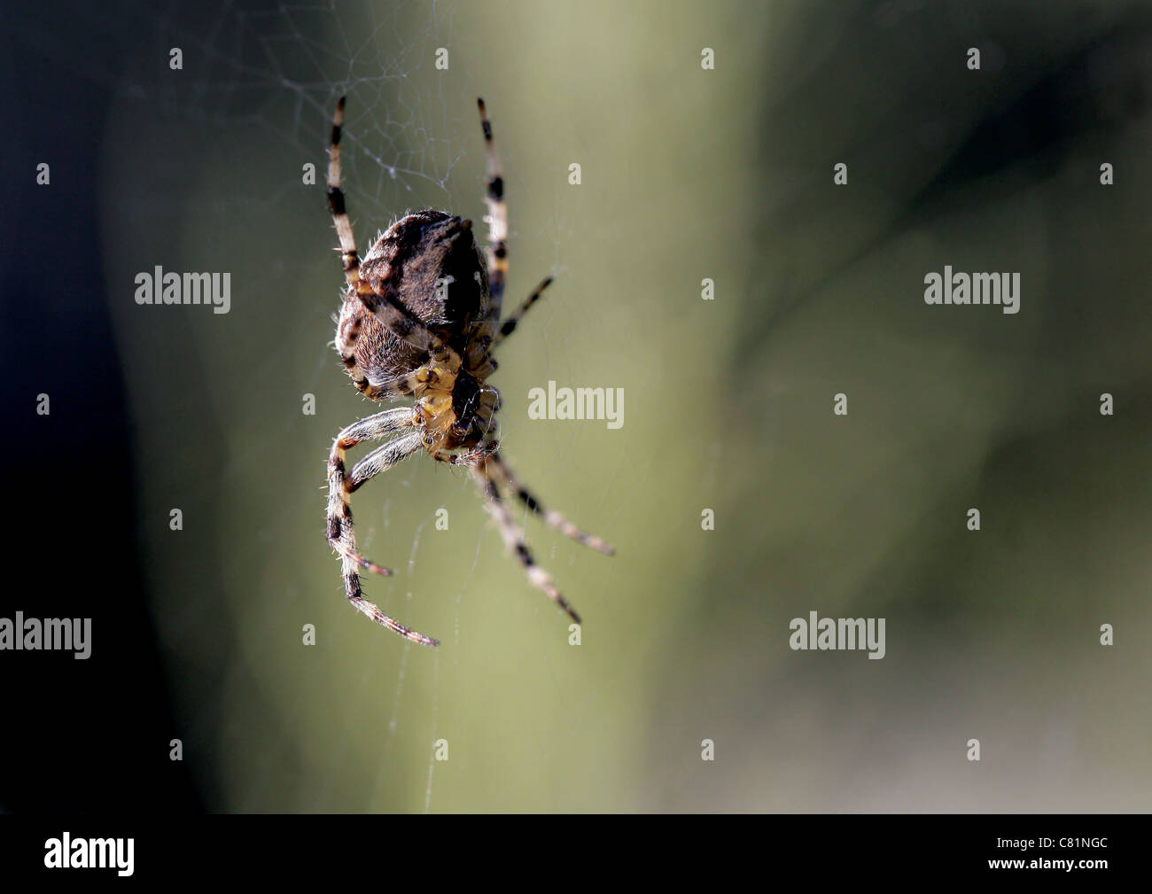 Plan macro sur une araignée des jardins britanniques (Araneus diadematus) spinning ou réparer son site web Banque D'Images