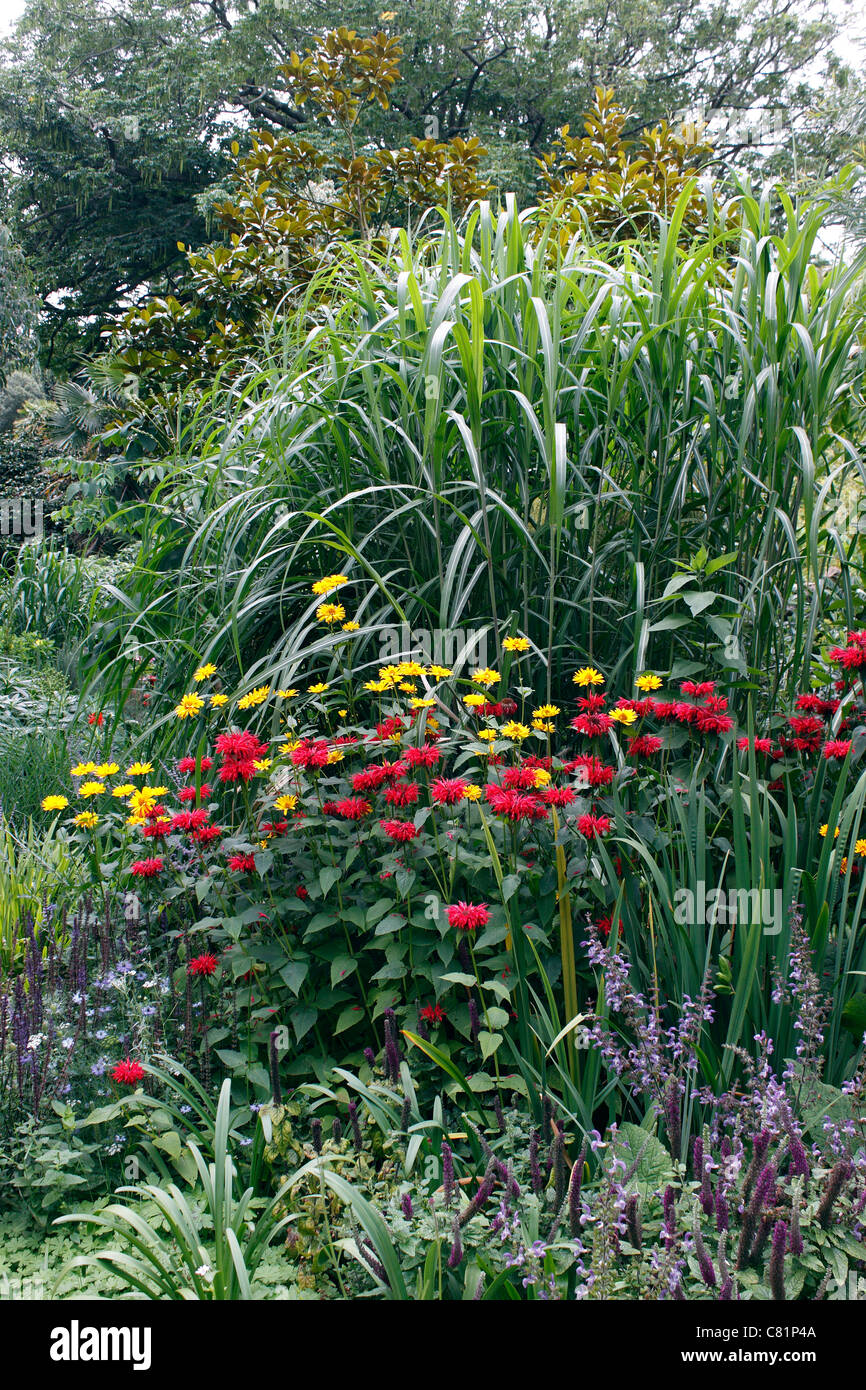 Un jardin subtropical chaud en été à la frontière. Banque D'Images