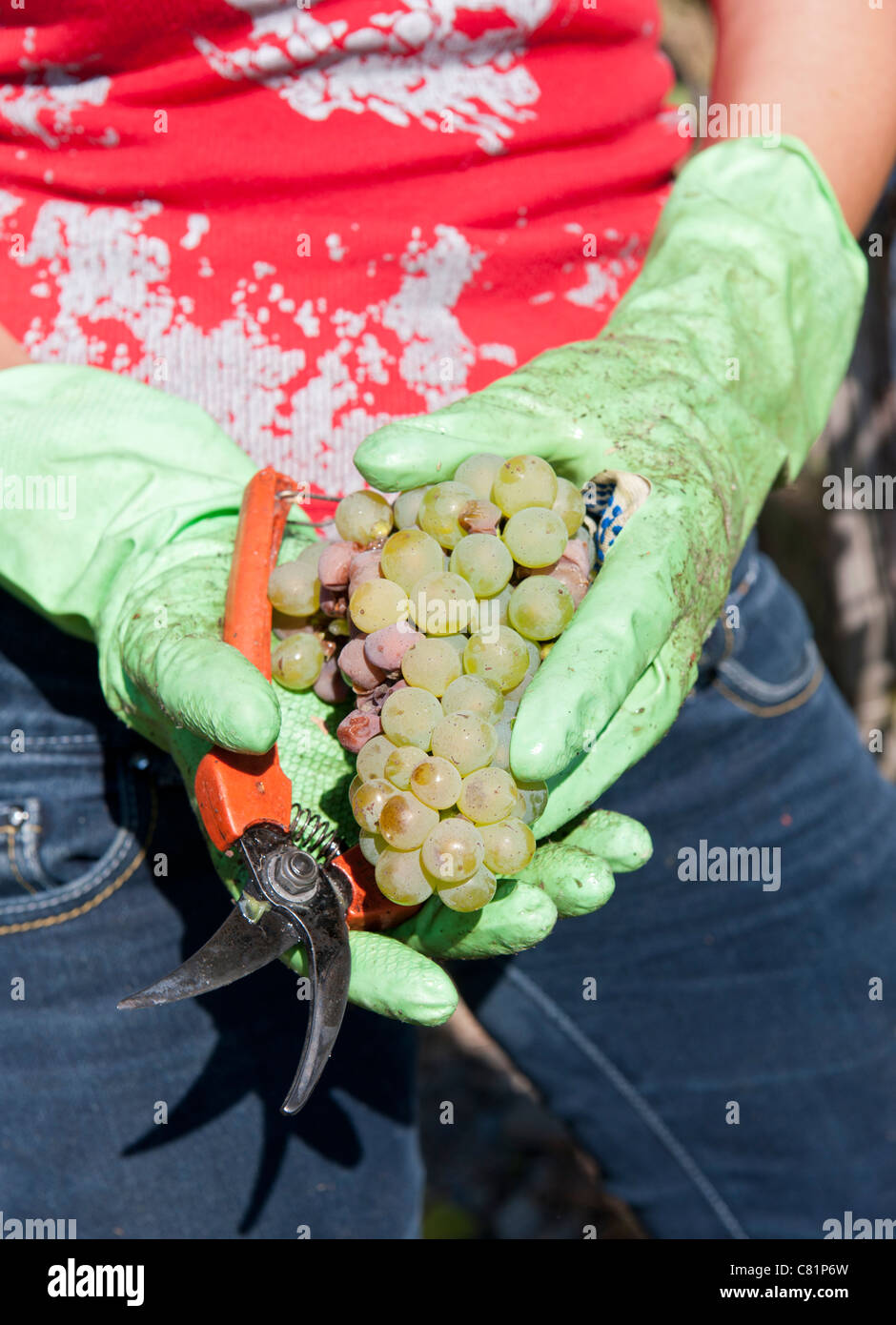 La récolte des raisins Riesling en vallée de la Moselle en Allemagne Banque D'Images
