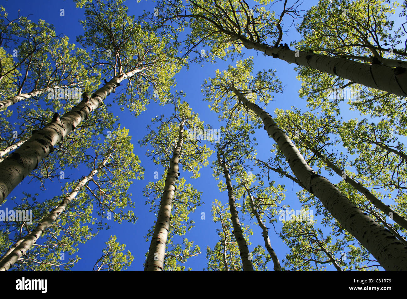 Visualiser jusqu'en tremble (Populus tremuloides) grove au printemps avec des feuilles vertes dans la cime des arbres Banque D'Images
