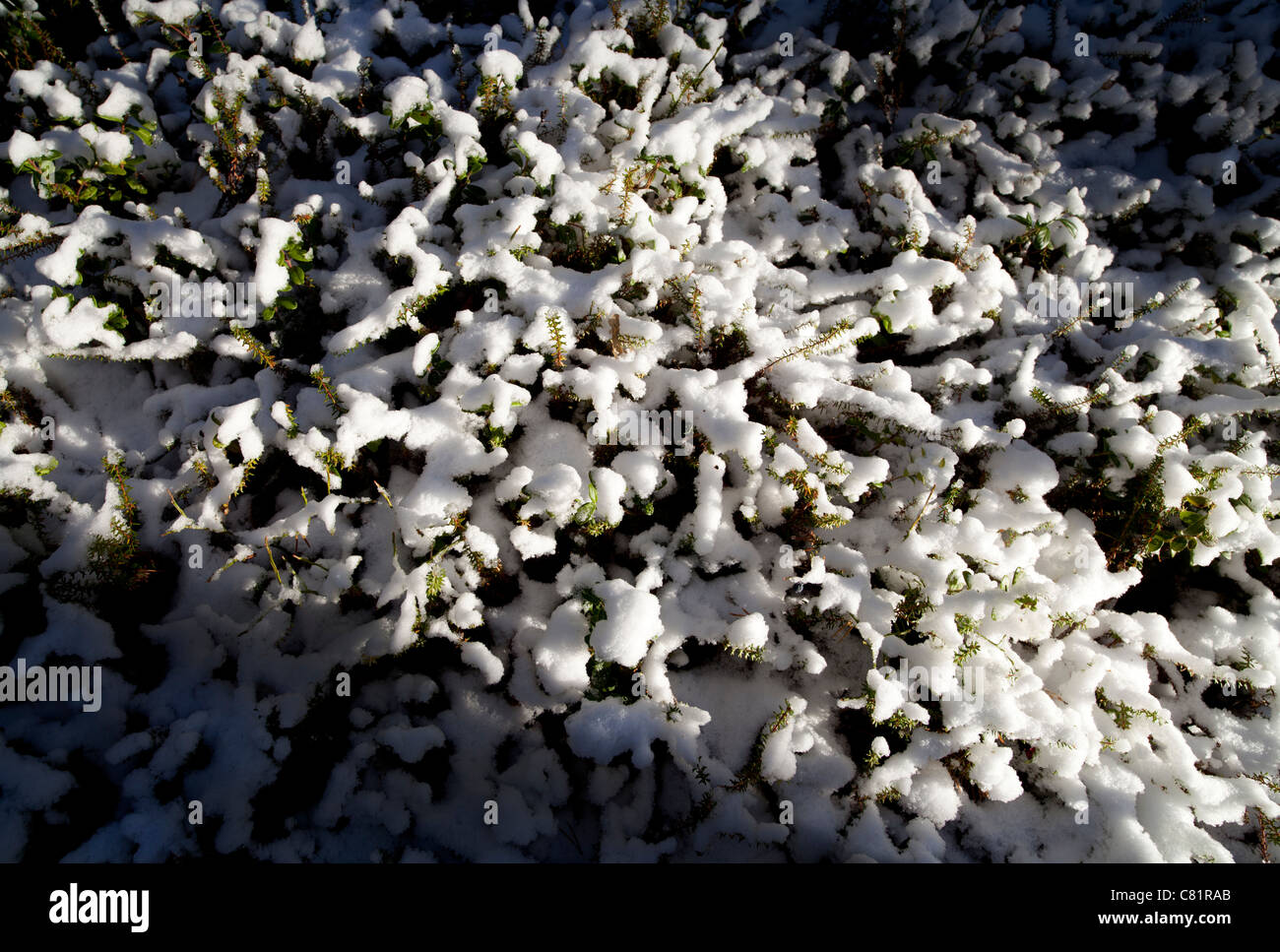 Automne première neige couvrant des plantes de vachette ( Vaccinium vitis-idaea ) , Finlande Banque D'Images