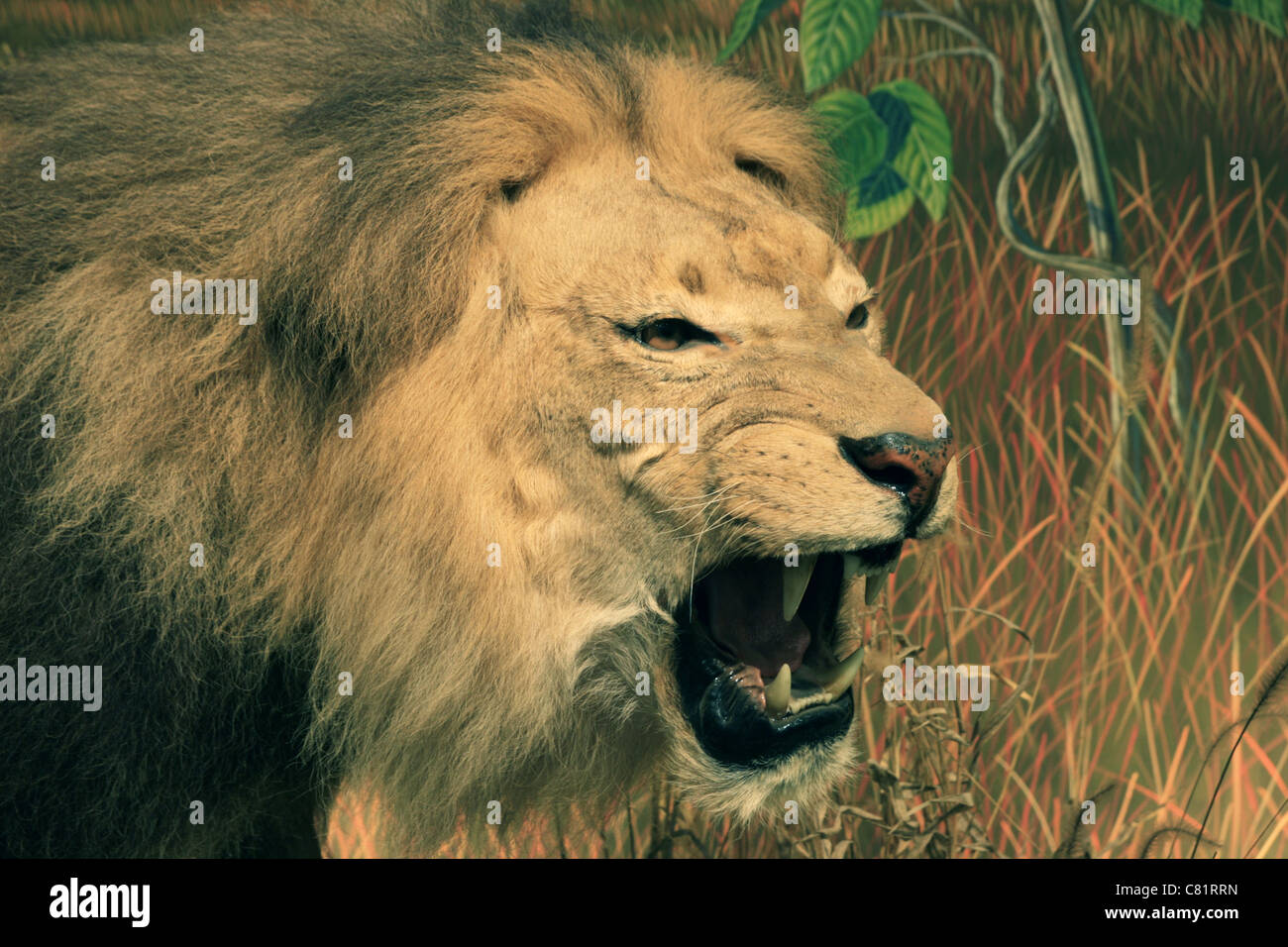 Tête de lion de l'Afrique de l'agressif avec bouche ouverte montrant les dents Banque D'Images