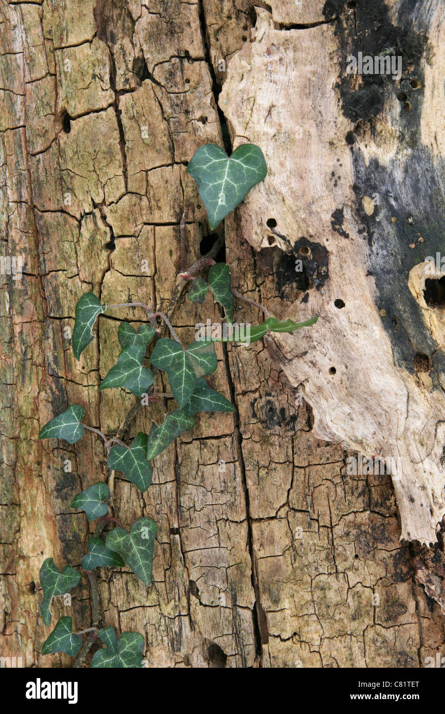 Le lierre anglais vine growing up old dead tree trunk Banque D'Images
