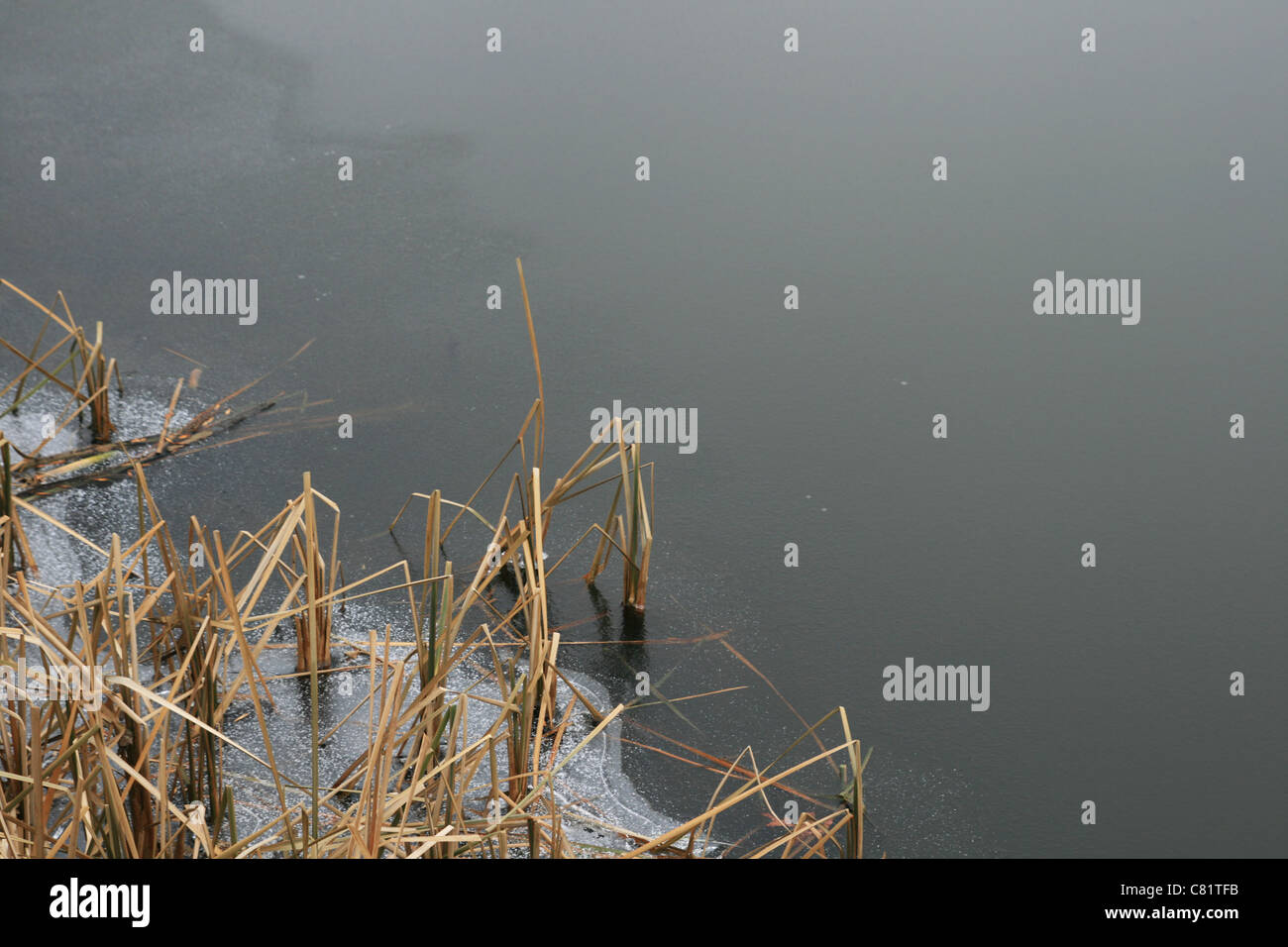 Roseaux Roseaux brisés émergent de la surface gelée d'un lac Banque D'Images