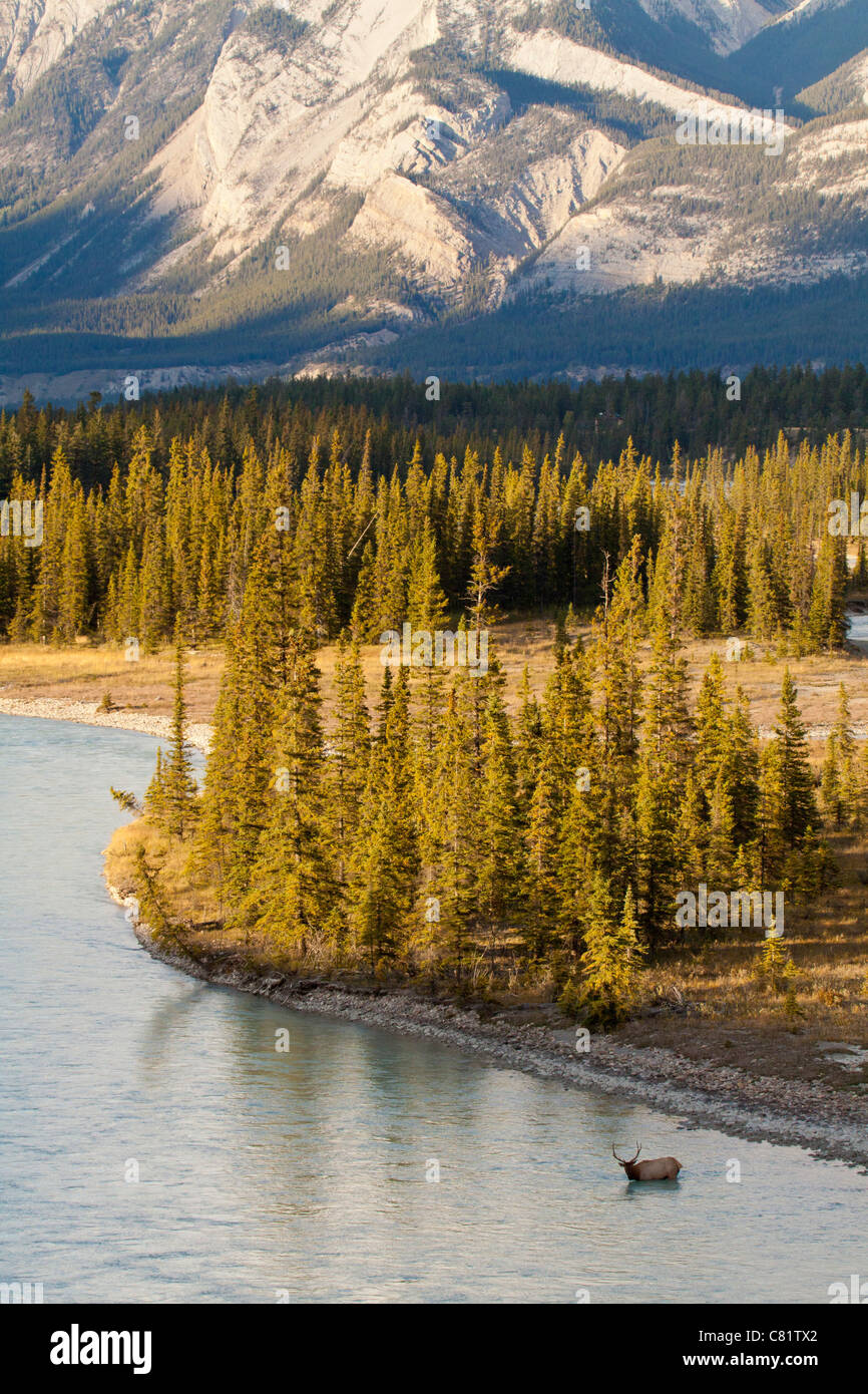 Les mâles se préparent à traverser le parc national de River-Jasper Athabasca, Alberta, Canada. Banque D'Images