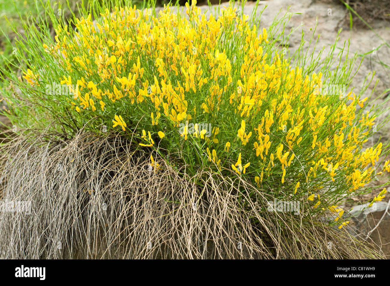 Fleurs de montagne jaune Banque D'Images