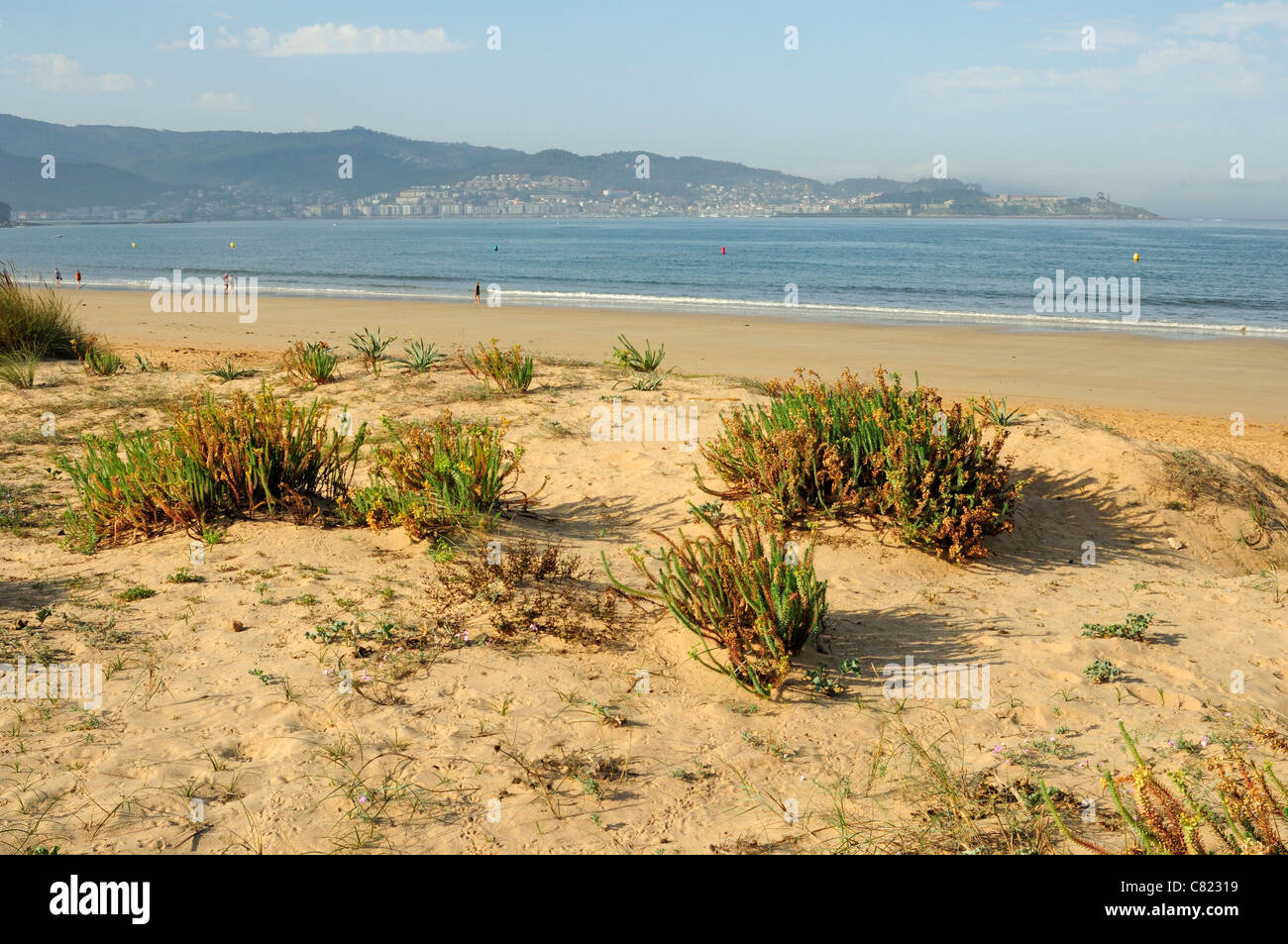 La flore dans les dunes de sable Praia nord plage. Vigo, Galice, Espagne. Banque D'Images