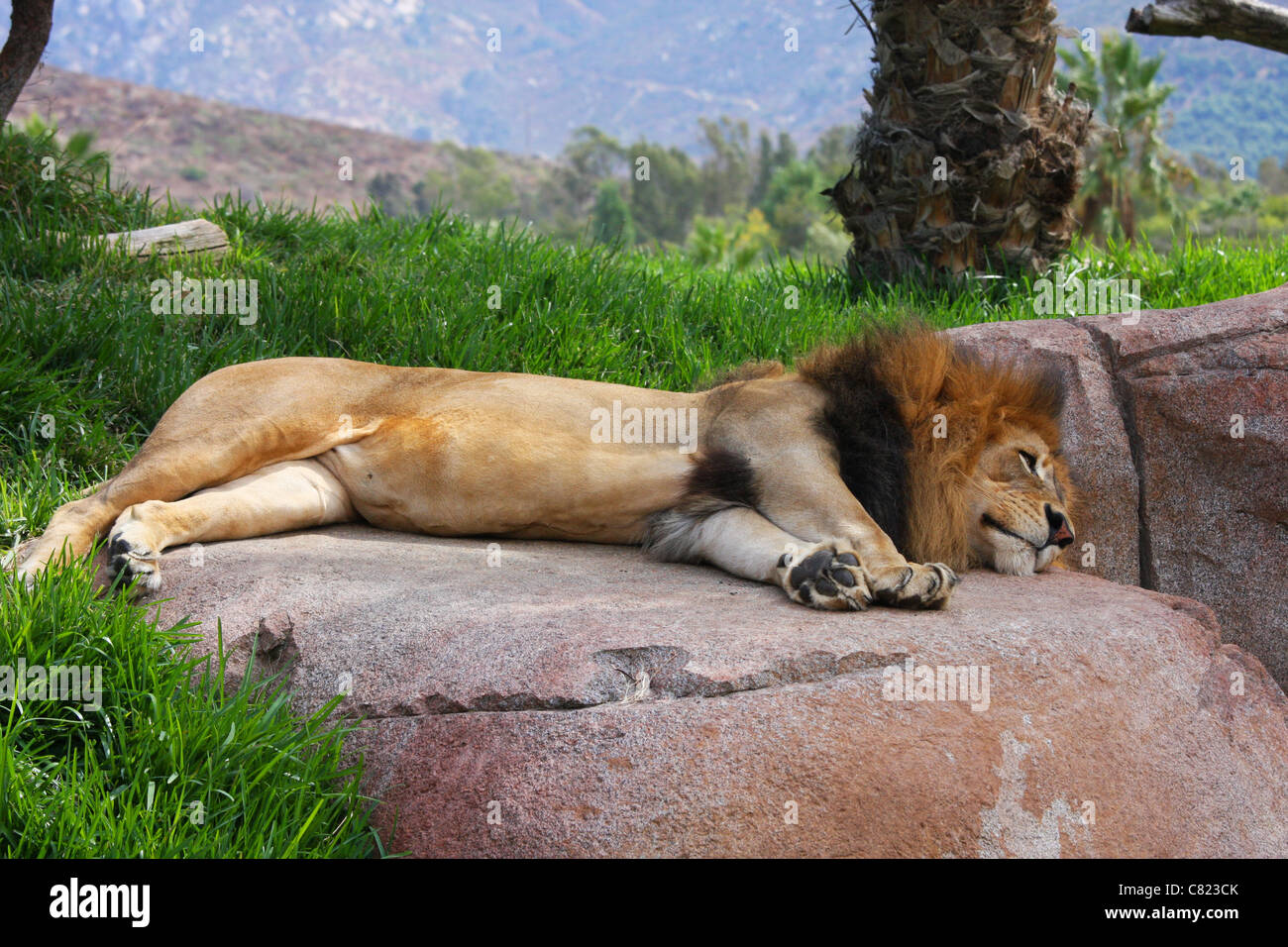 Un lion portant sur un rocher au soleil lui-même. Banque D'Images