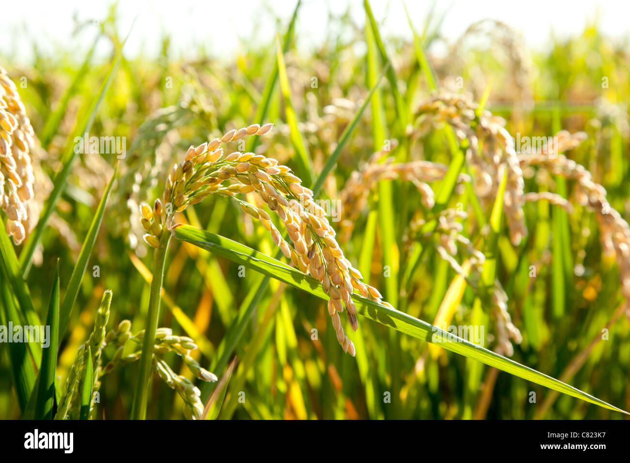 Champs de riz céréales pointes avec macro closeup Banque D'Images