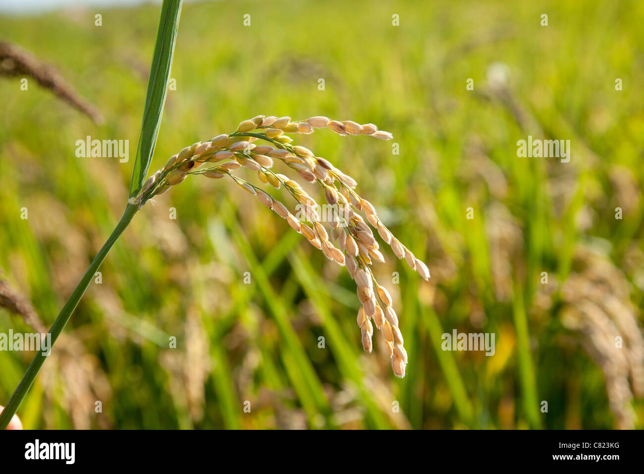 Champs de riz céréales pointes avec macro closeup Banque D'Images