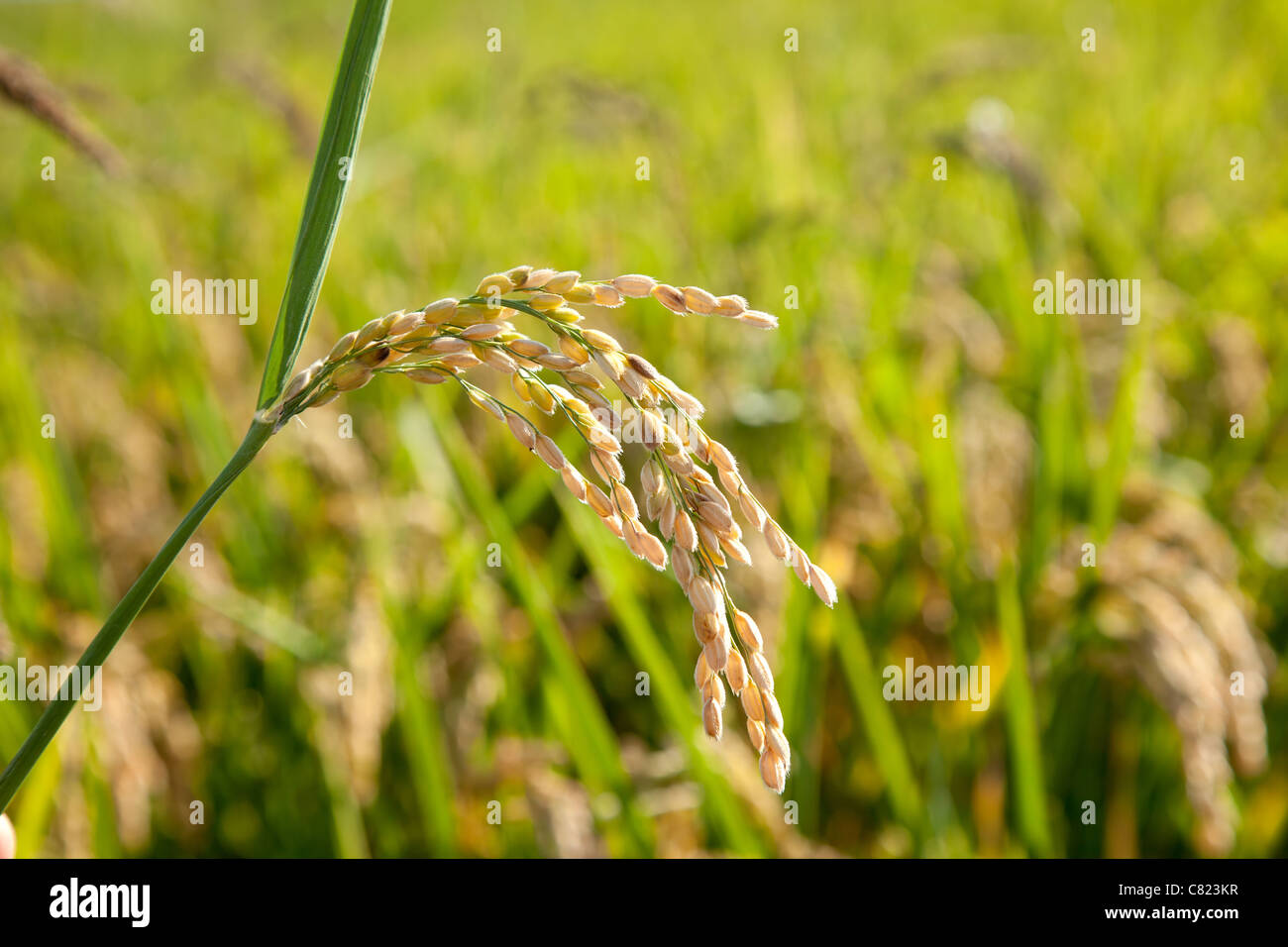 Champs de riz céréales pointes avec macro closeup Banque D'Images