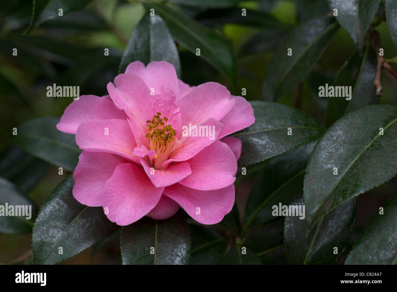 Camellia x williamsii 'Phyl Doak' Banque D'Images