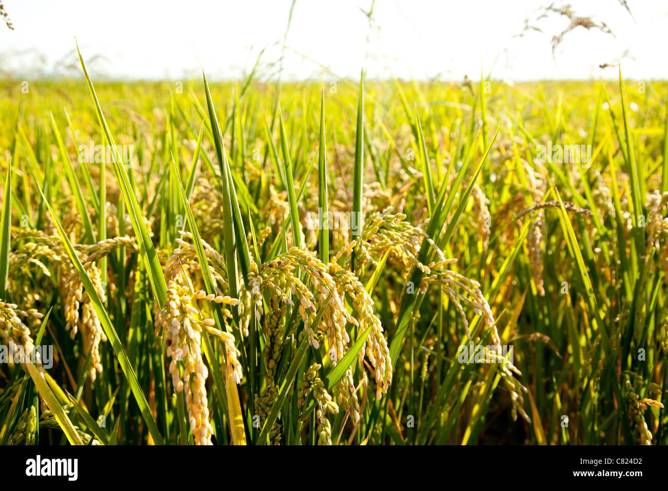 Champs de riz céréales pointes avec macro closeup Banque D'Images