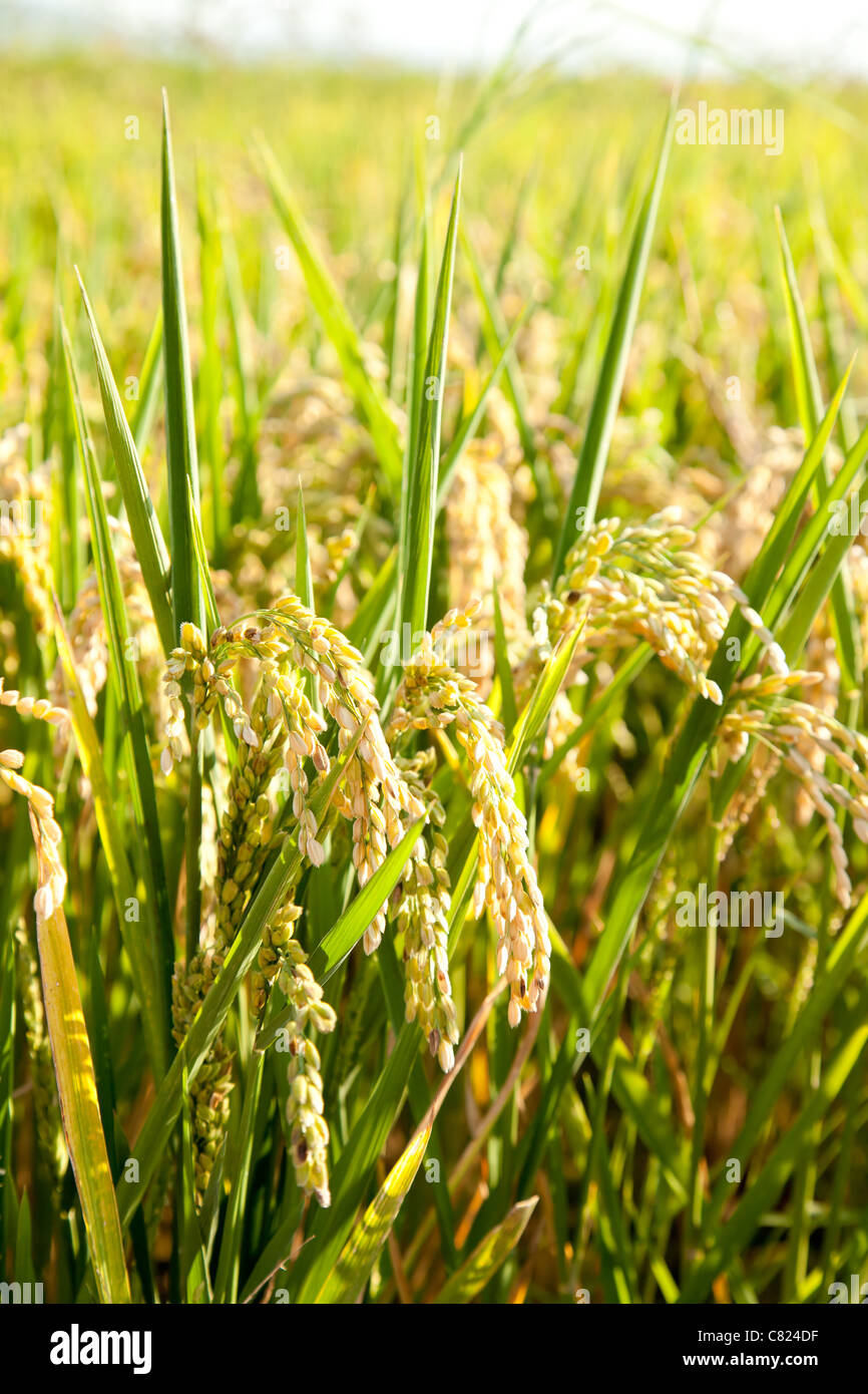 Champs de riz céréales pointes avec macro closeup Banque D'Images