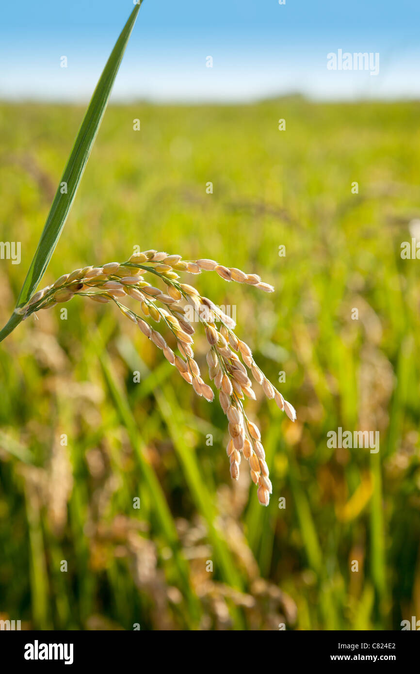 Champs de riz céréales pointes avec macro closeup Banque D'Images