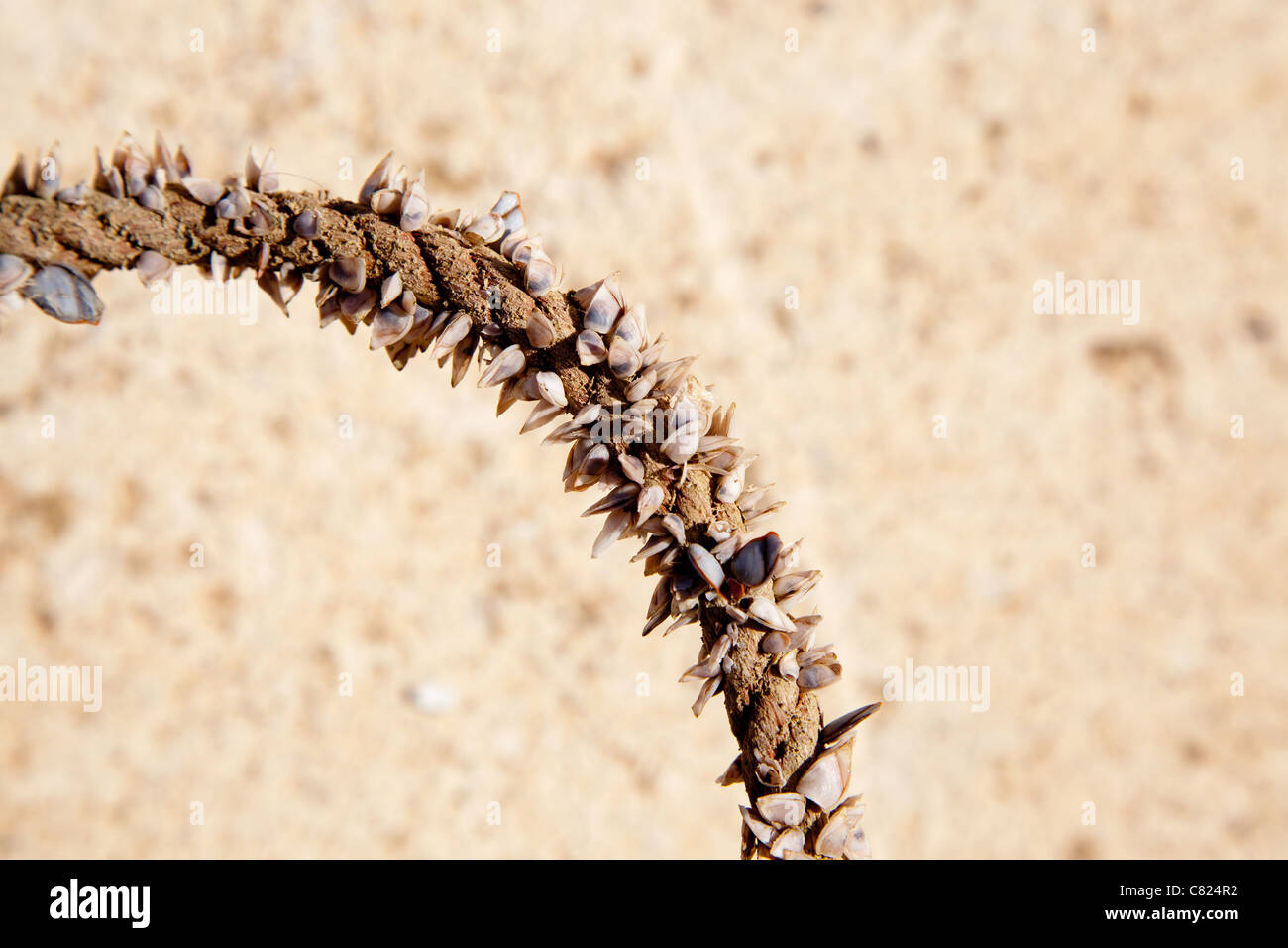 Les balanes croissant dans la corde de marin, marin doit être prudent avec les mains Banque D'Images