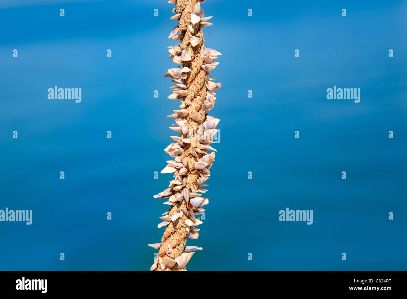 Les balanes croissant dans la corde de marin, marin doit être prudent avec les mains Banque D'Images