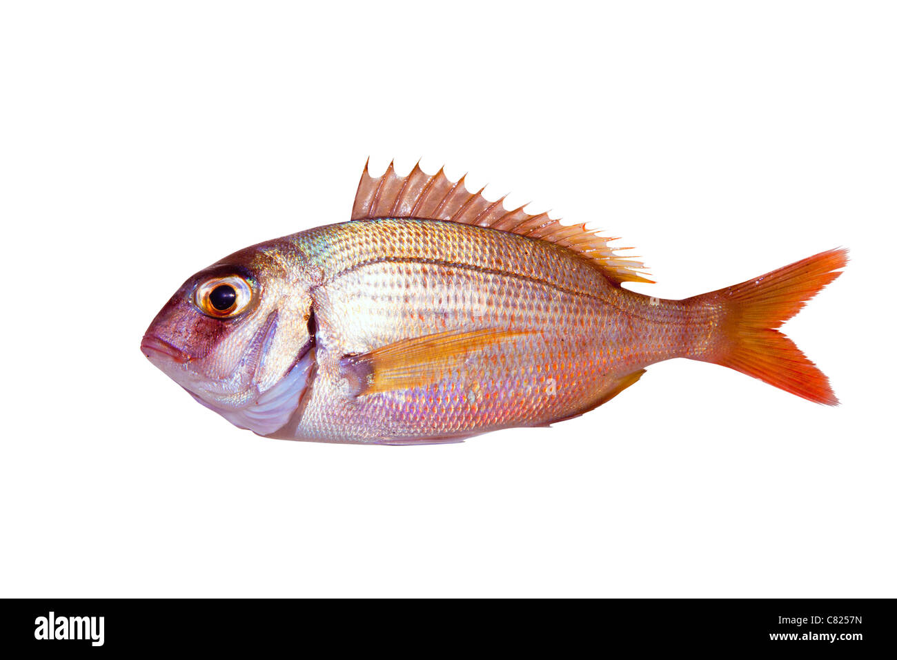 La brème de mer poisson commun pagrus isolated on white Banque D'Images