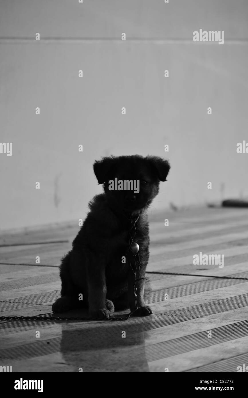 Adorable petit chiot enchaînés Banque D'Images