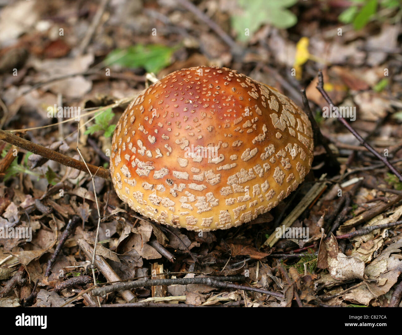 Le champignon Amanita rubescens, blush, Amanitaceae. Une fois cuite, comestibles, matières toxiques. Très commun. Banque D'Images