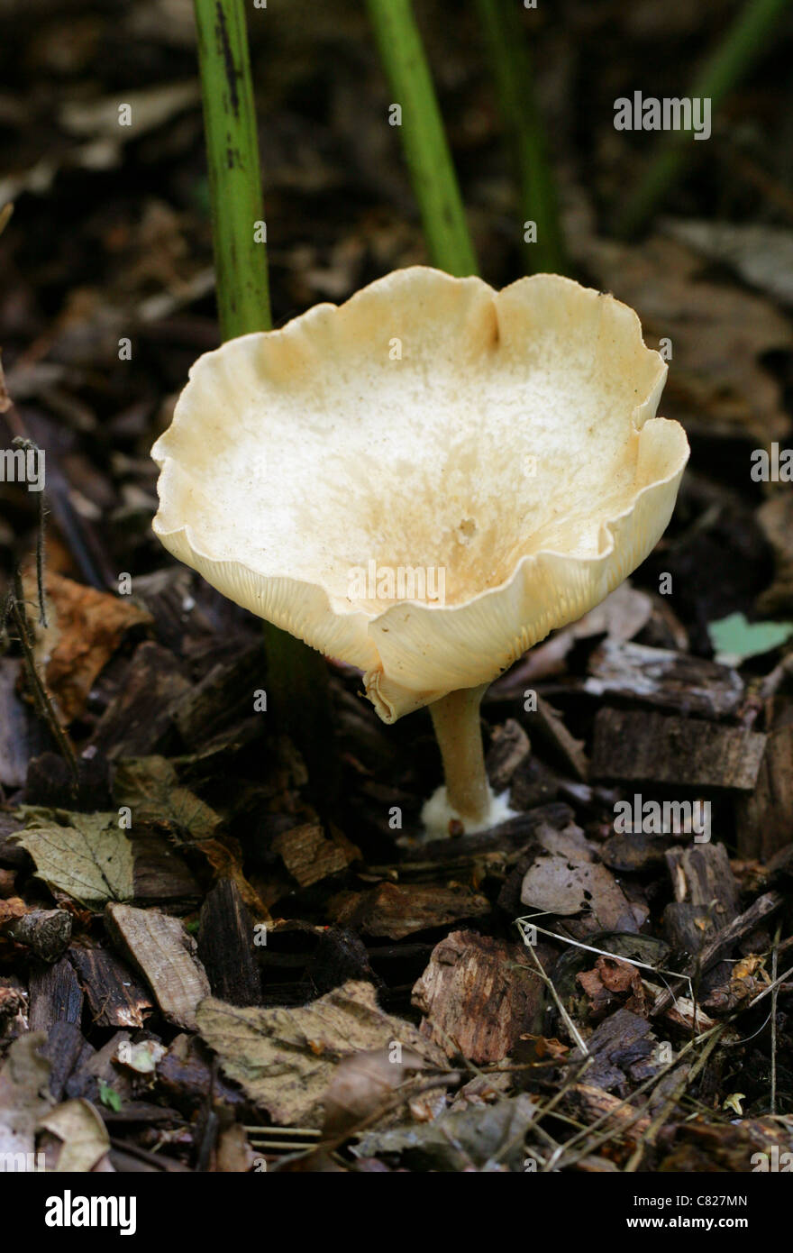 Entonnoir commun champignon, Clitocybe gibba, Tricholomataceae. Banque D'Images